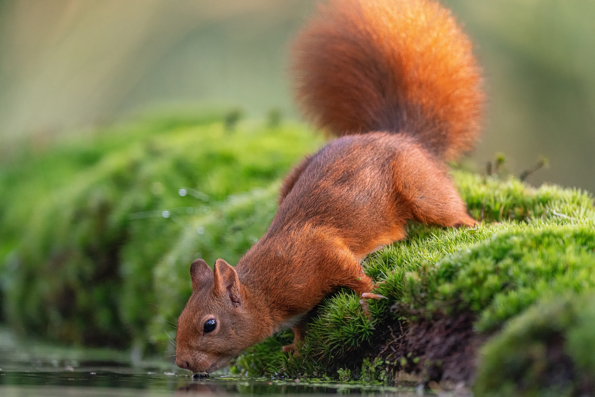 Download mobile wallpaper Squirrel, Animal, Moss, Rodent for free.