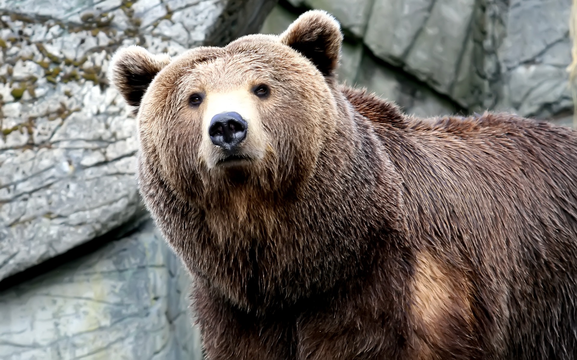 158952 descargar imagen oso, animales, osos: fondos de pantalla y protectores de pantalla gratis