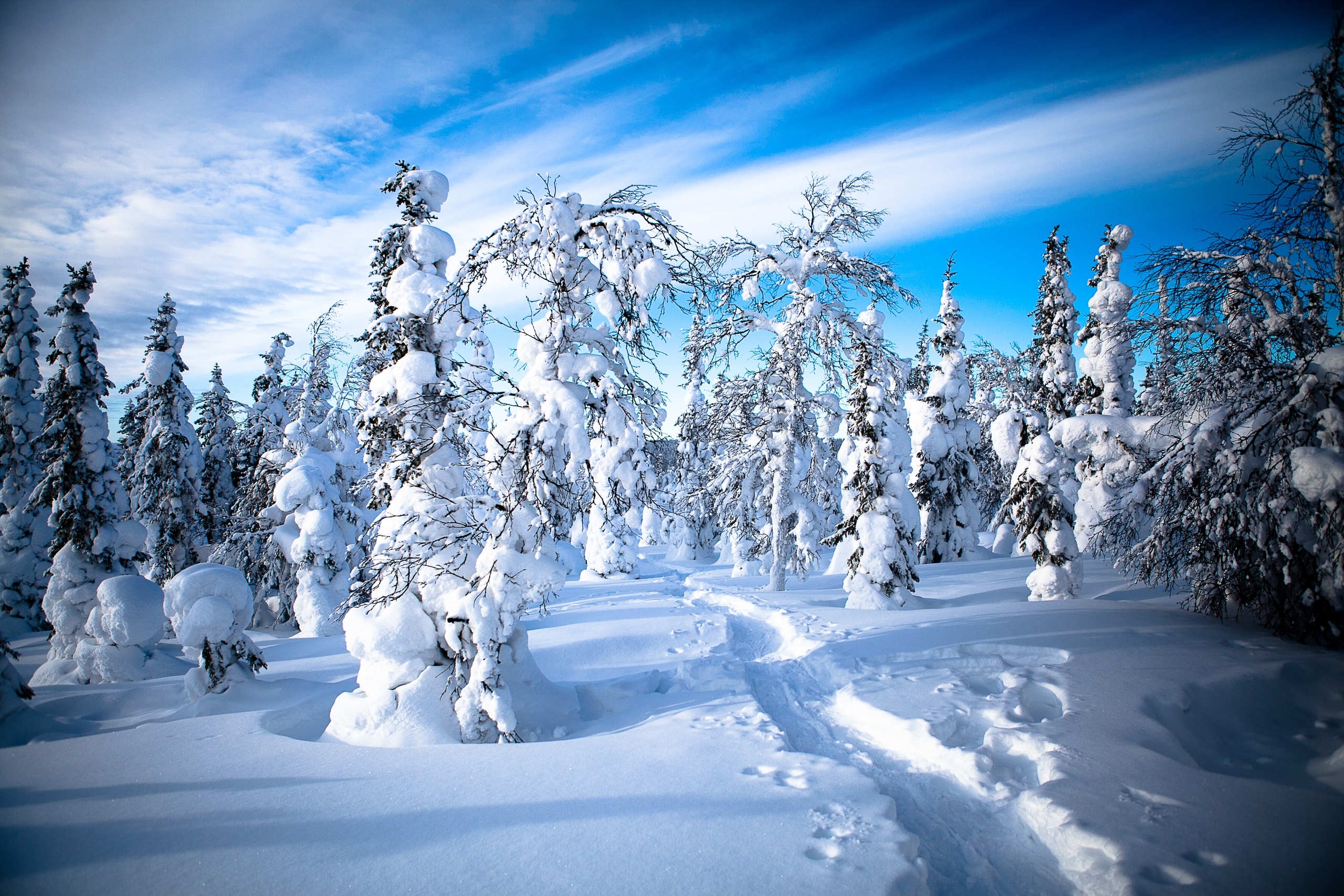 Baixar papel de parede para celular de Inverno, Neve, Caminho, Árvore, Terra/natureza gratuito.