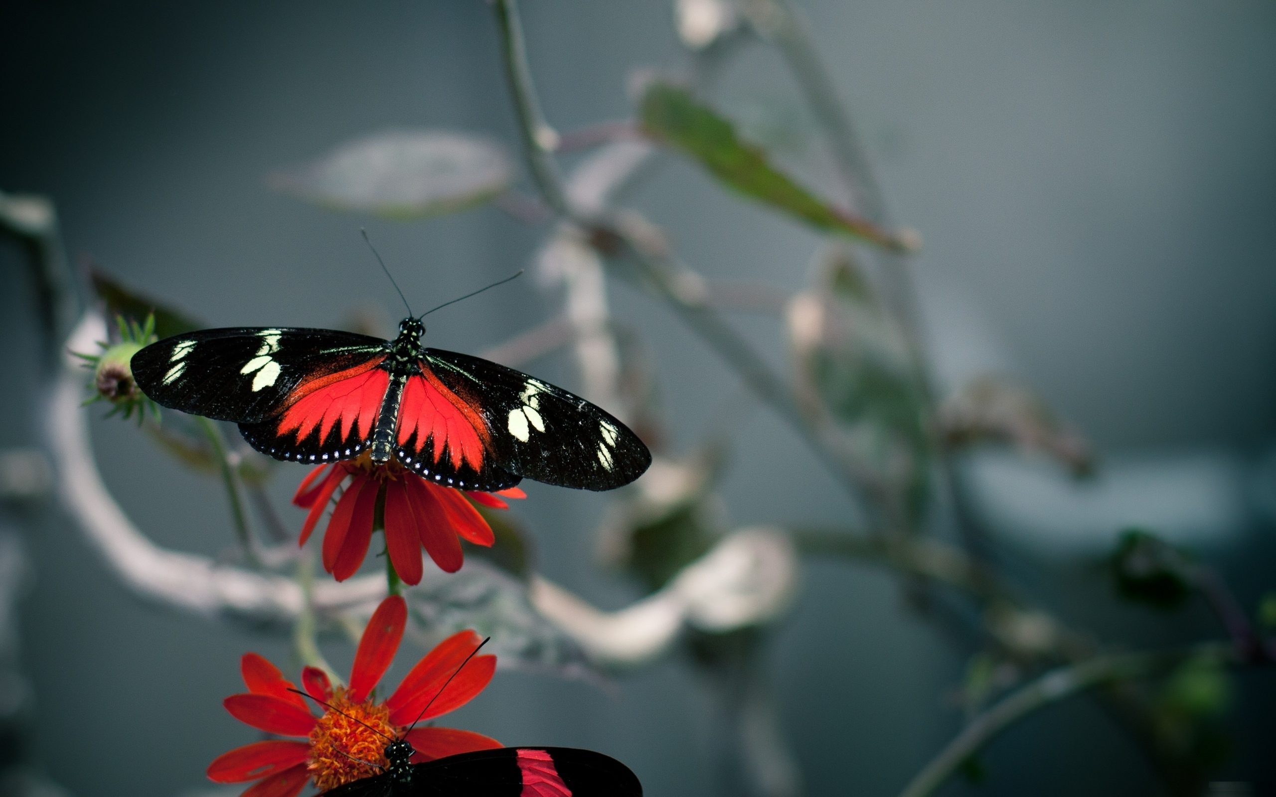 butterflies, insects Panoramic Wallpaper