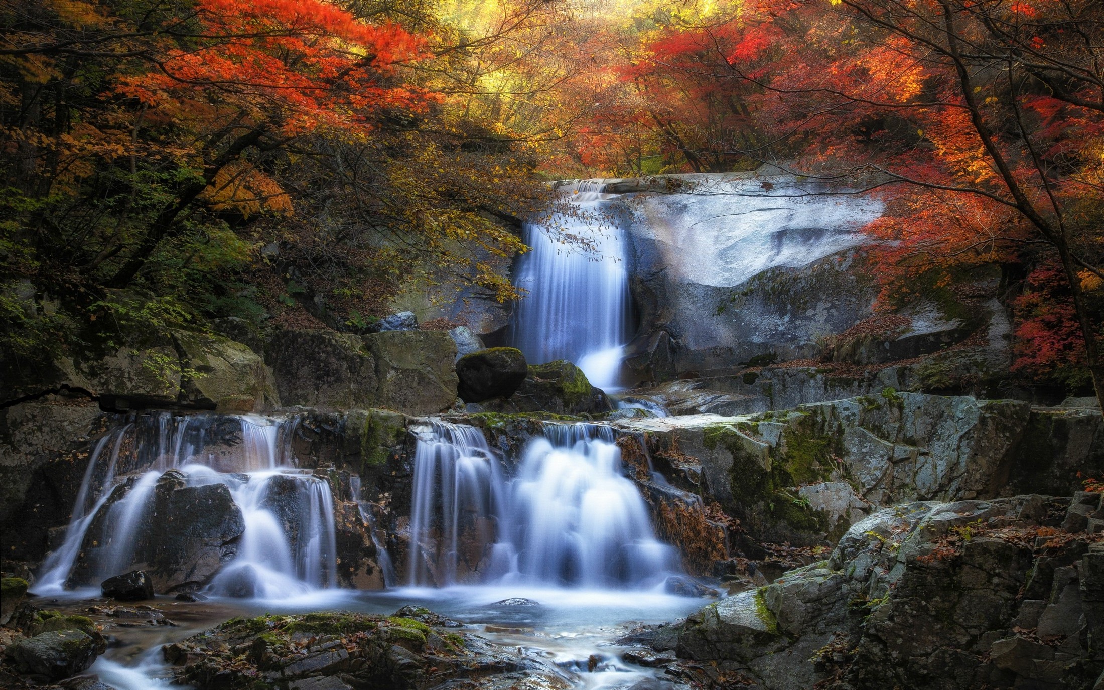 PCデスクトップに木, 秋, 滝, 森, 地球画像を無料でダウンロード