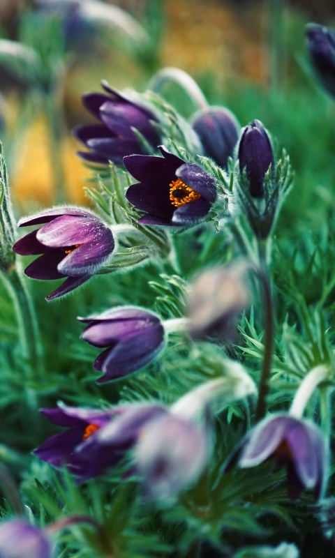 Descarga gratuita de fondo de pantalla para móvil de Naturaleza, Flores, Flor, Planta, De Cerca, Flor Purpura, Tierra/naturaleza.