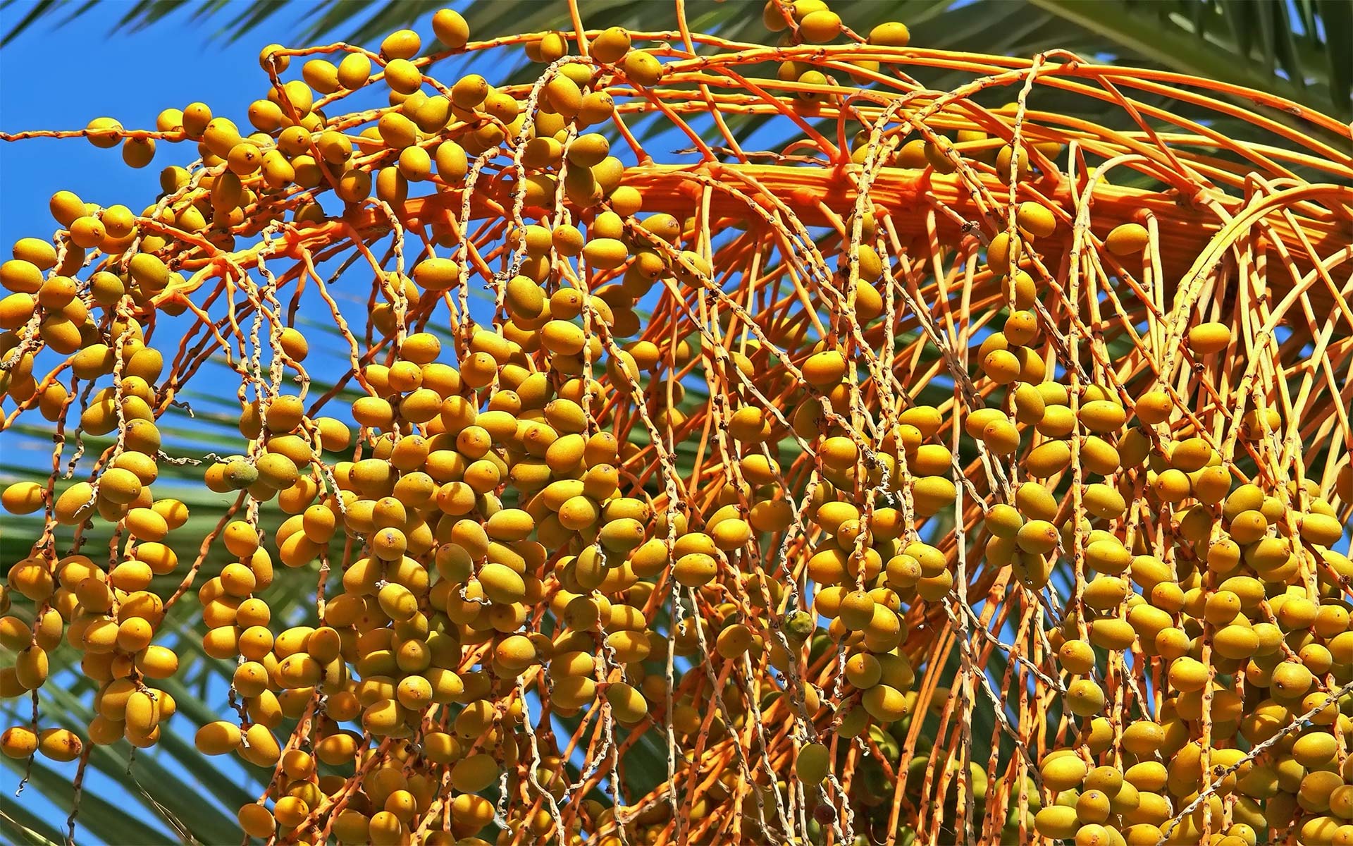 Free download wallpaper Food, Berry on your PC desktop