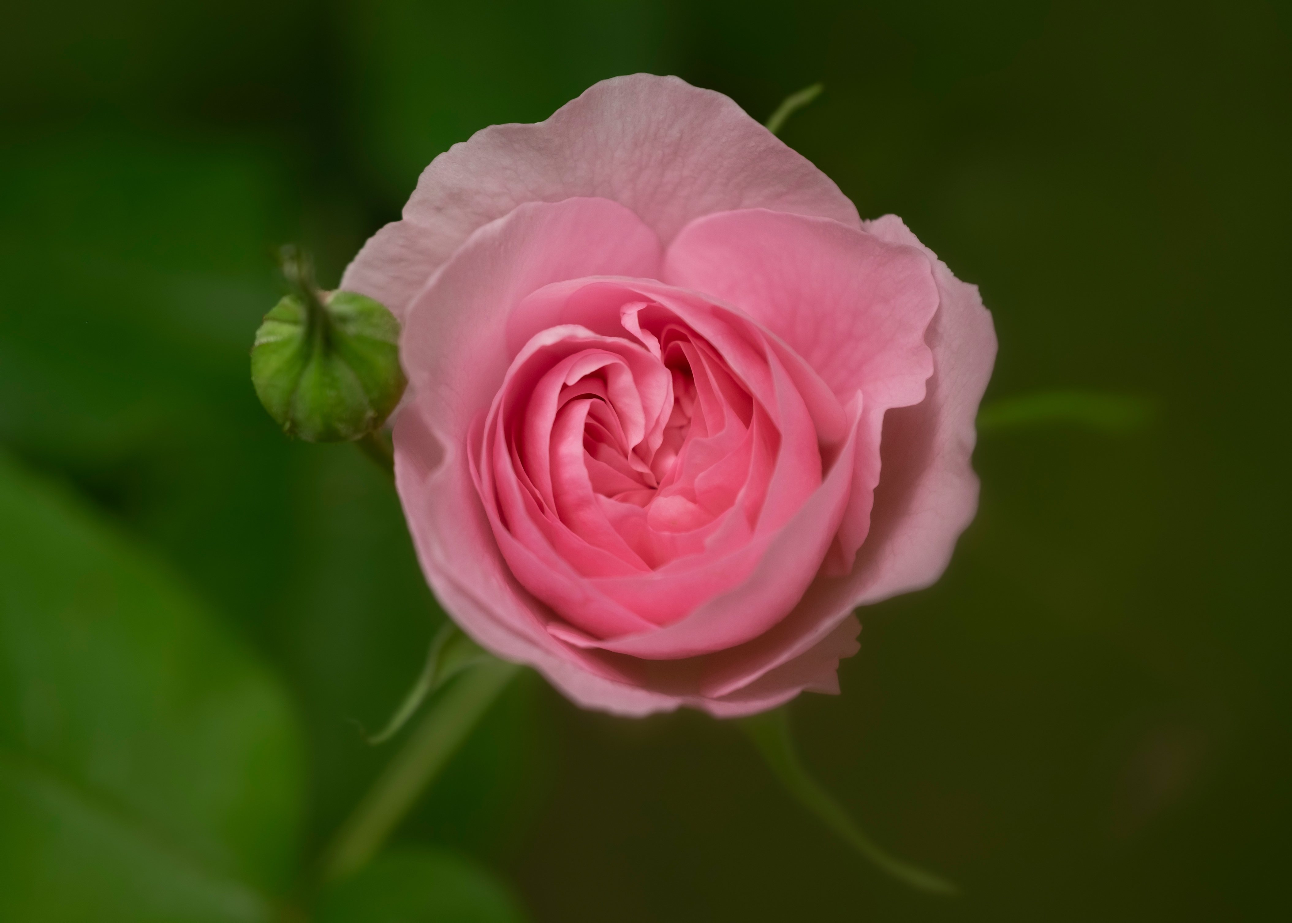 Download mobile wallpaper Nature, Flowers, Flower, Rose, Close Up, Earth, Pink Flower for free.