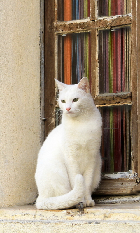 Handy-Wallpaper Katze, Katzen, Tiere kostenlos herunterladen.