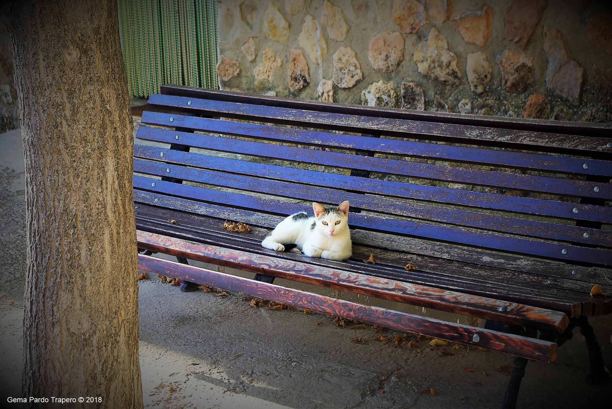 Descarga gratuita de fondo de pantalla para móvil de Animales, Gatos, Banco, Gato.