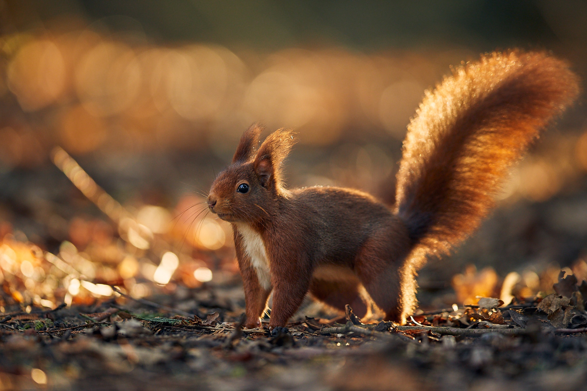 Download mobile wallpaper Squirrel, Animal, Bokeh, Rodent for free.