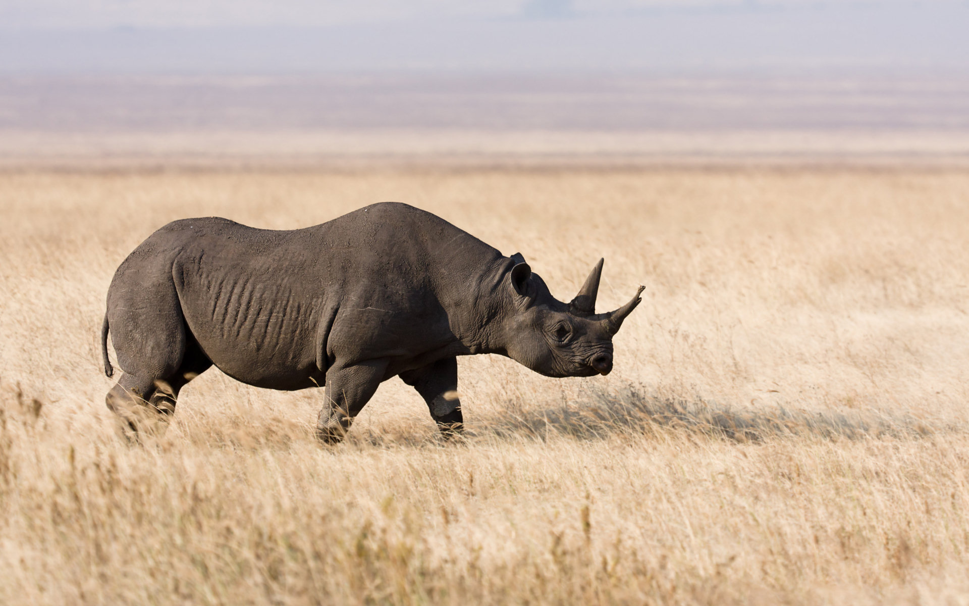 Baixar papéis de parede de desktop Rinoceronte Negro HD