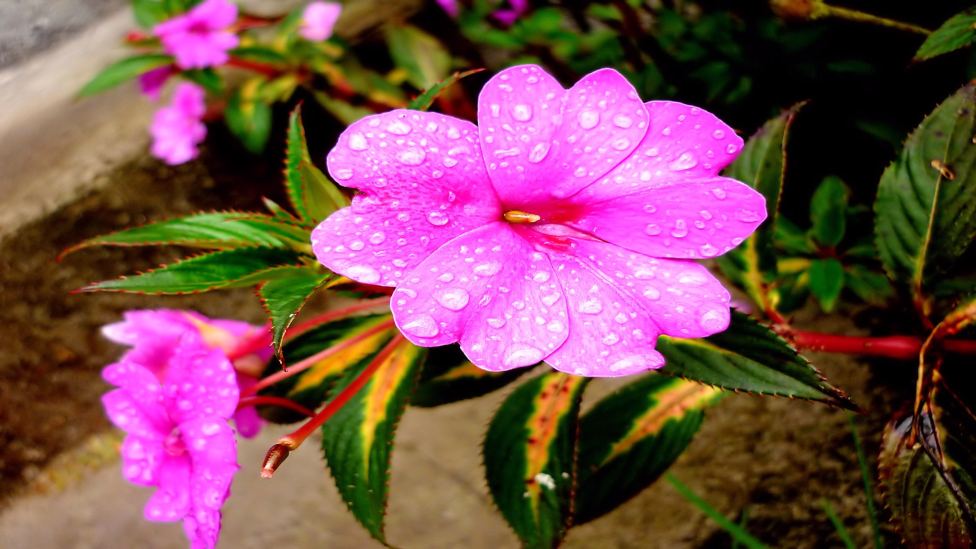 Descarga gratuita de fondo de pantalla para móvil de Flores, Flor, Tierra/naturaleza.