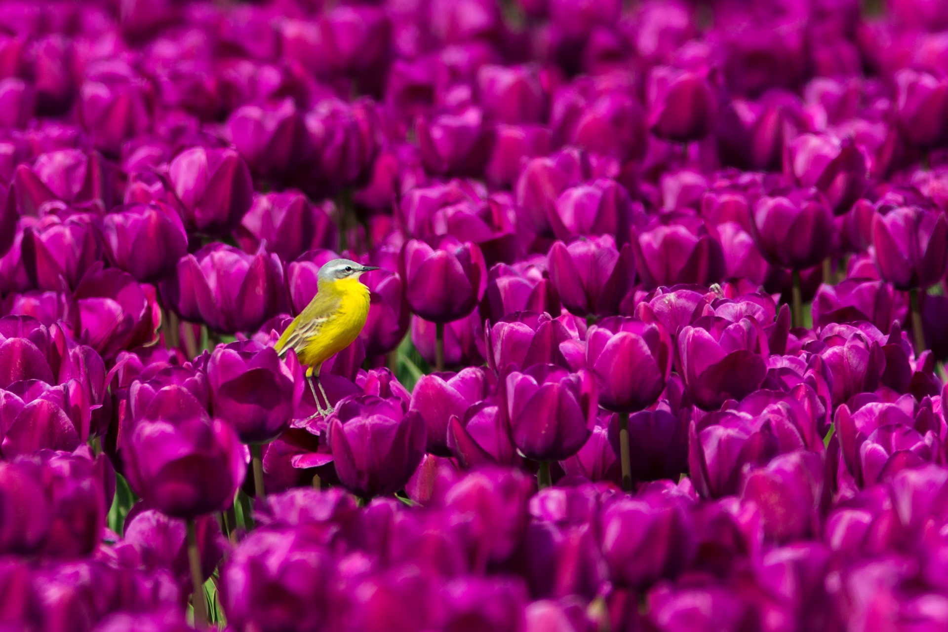 animal, wagtail, bird, passerine, purple flower, tulip, birds