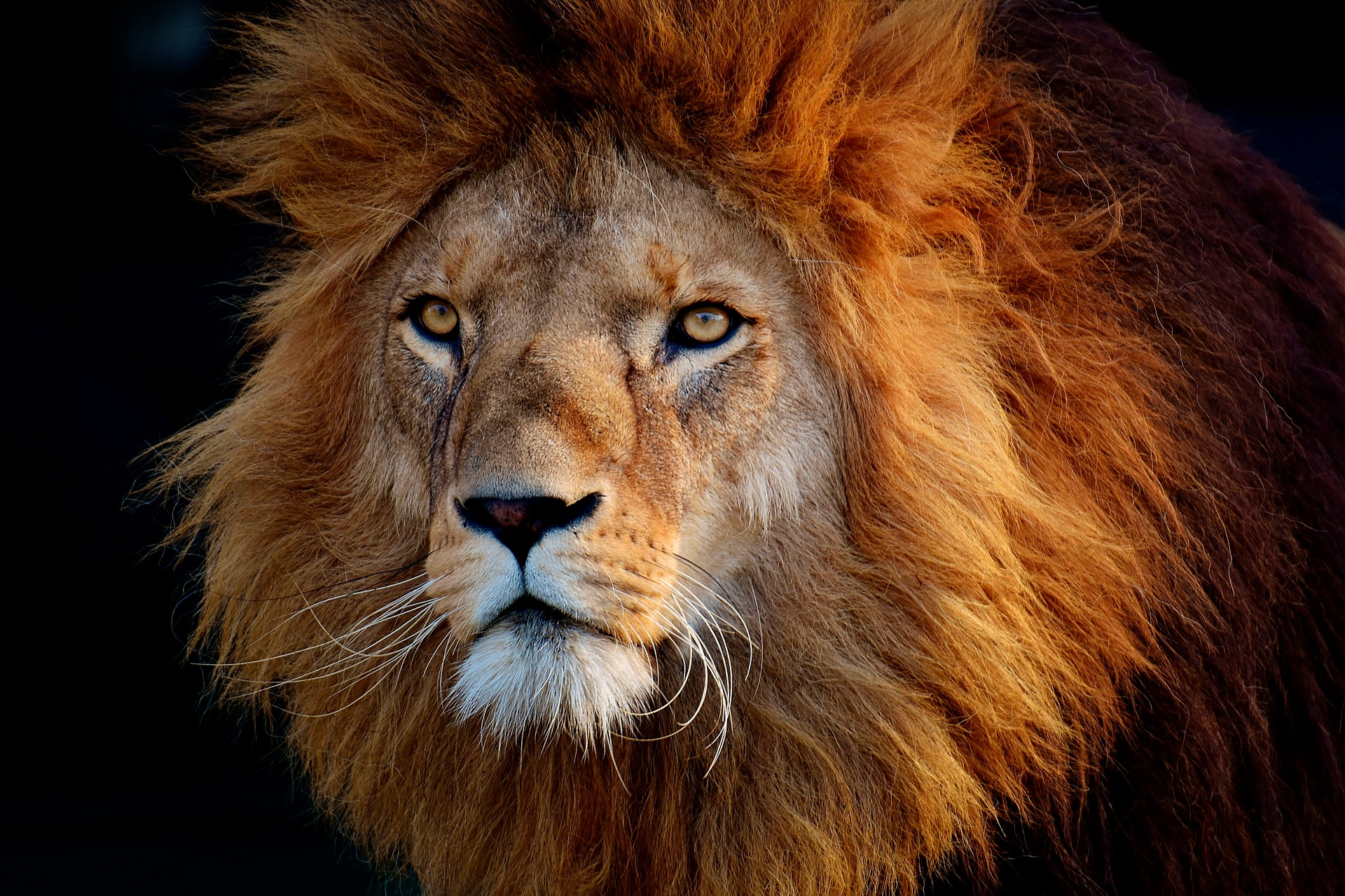 無料モバイル壁紙動物, ライオン, 猫, 肖像画, 見詰めるをダウンロードします。
