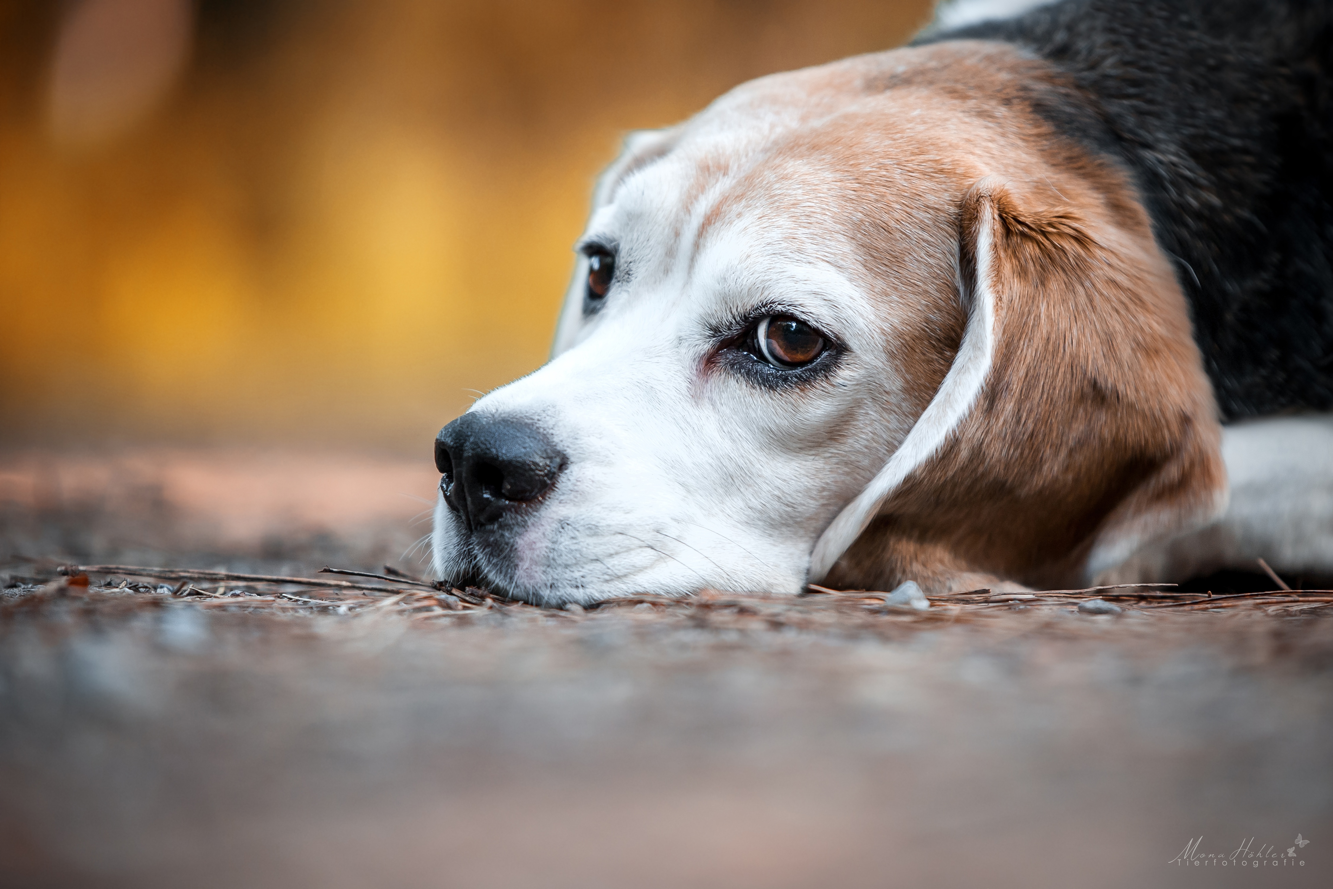 Free download wallpaper Beagle, Dogs, Dog, Animal on your PC desktop