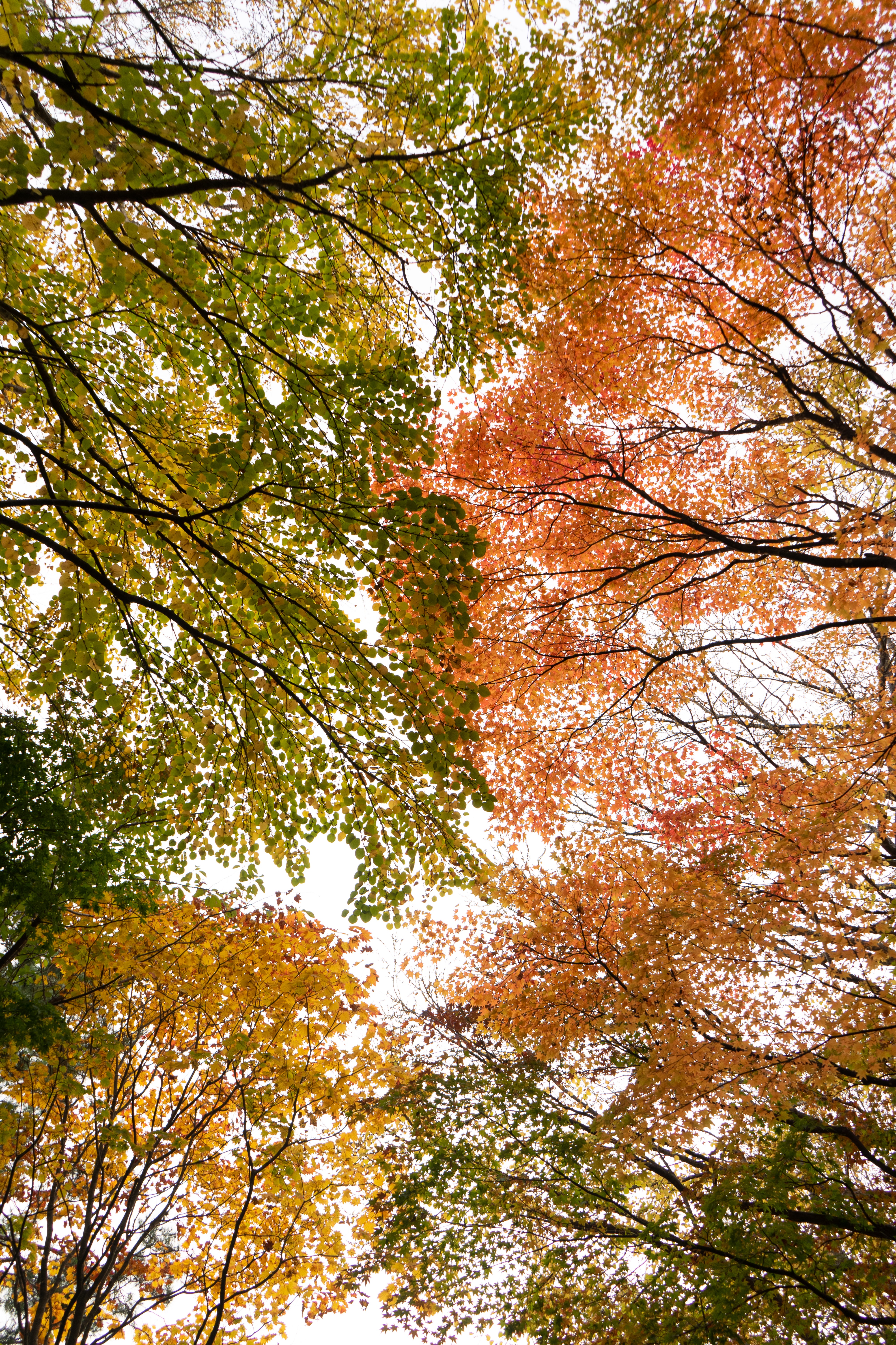 Скачать обои бесплатно Вид Снизу, Природа, Ветки, Деревья, Осень картинка на рабочий стол ПК