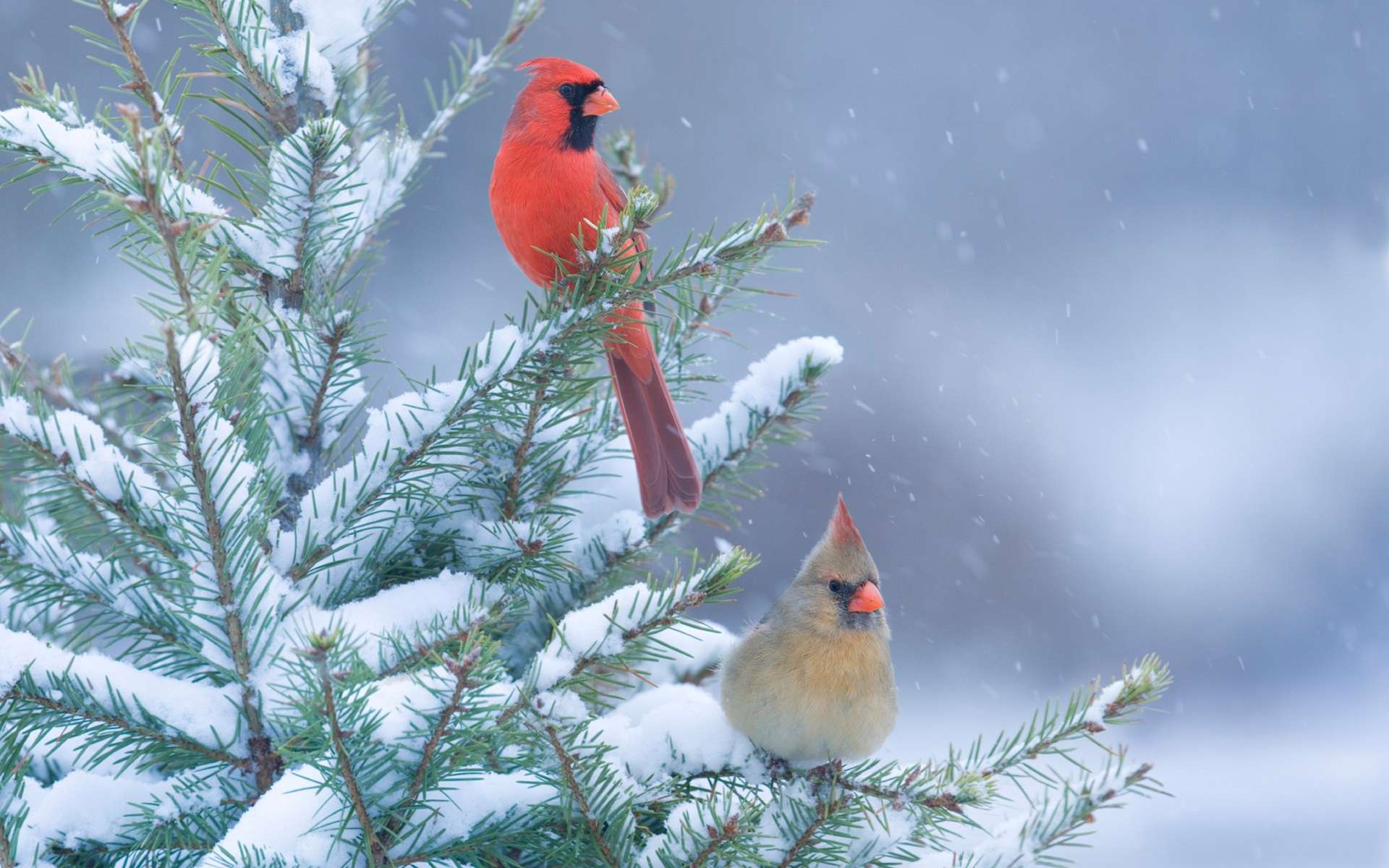 290357 Hintergrundbild herunterladen tiere, kardinal, vögel - Bildschirmschoner und Bilder kostenlos