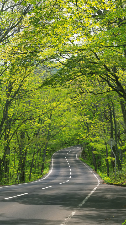 Download mobile wallpaper Road, Tree, Man Made for free.