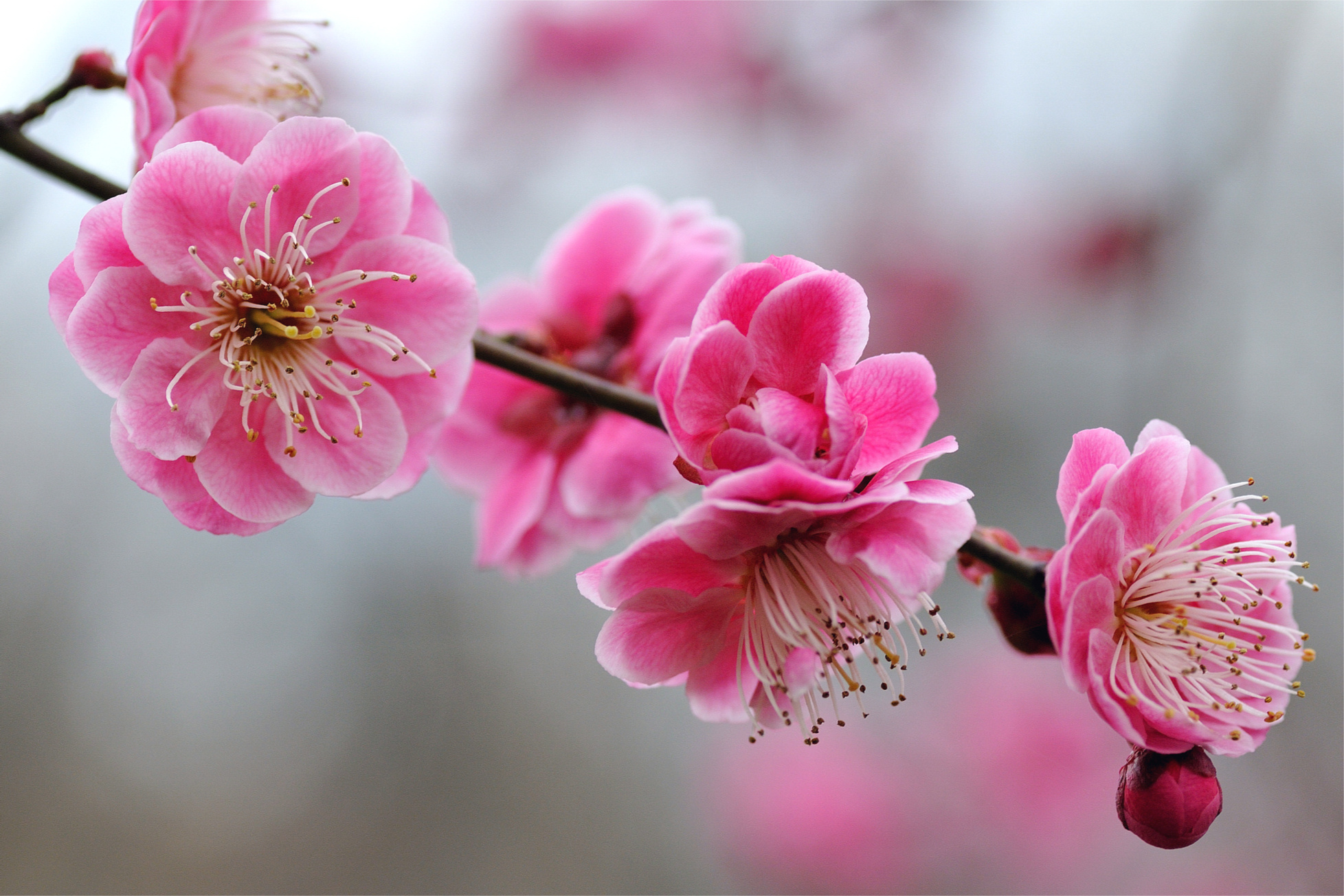 Descarga gratuita de fondo de pantalla para móvil de Flores, Florecer, Tierra/naturaleza.