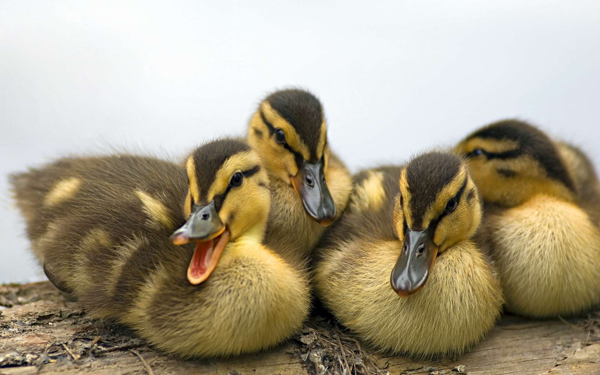 Download mobile wallpaper Birds, Animal, Duck for free.