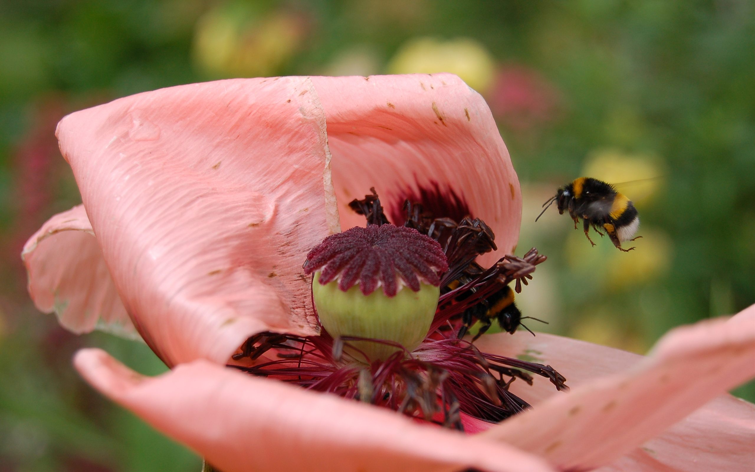 170568 descargar fondo de pantalla animales, abeja, insectos: protectores de pantalla e imágenes gratis