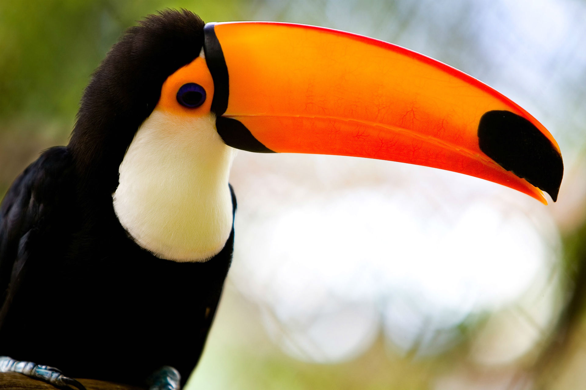 animal, toco toucan