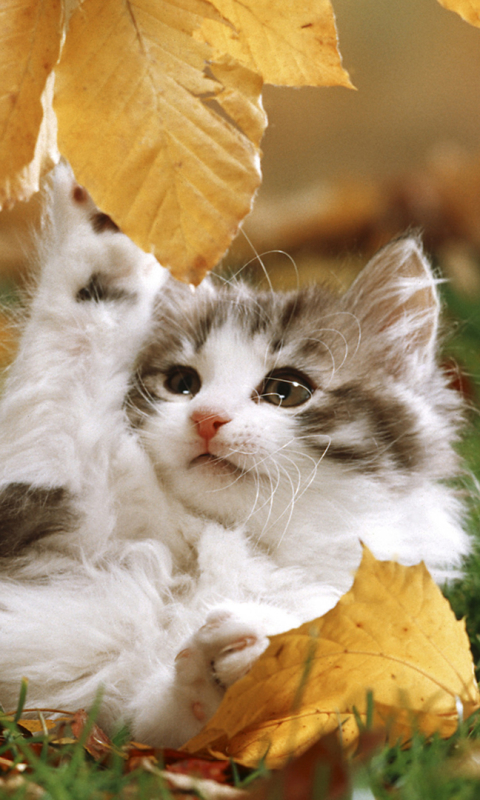 無料モバイル壁紙動物, 葉, ネコ, 猫, 子猫をダウンロードします。