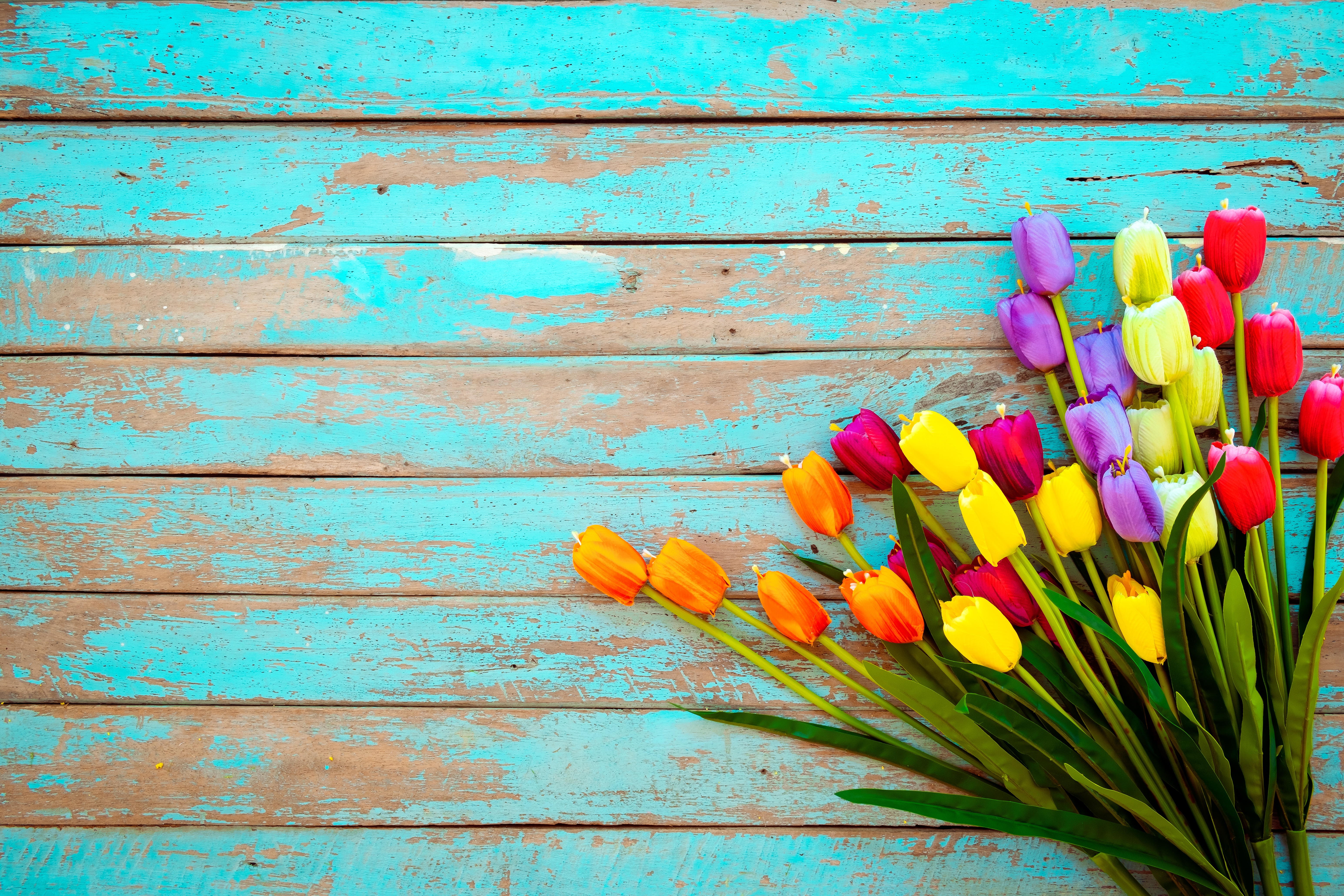 Téléchargez gratuitement l'image Fleurs, Tulipe, Terre/nature sur le bureau de votre PC