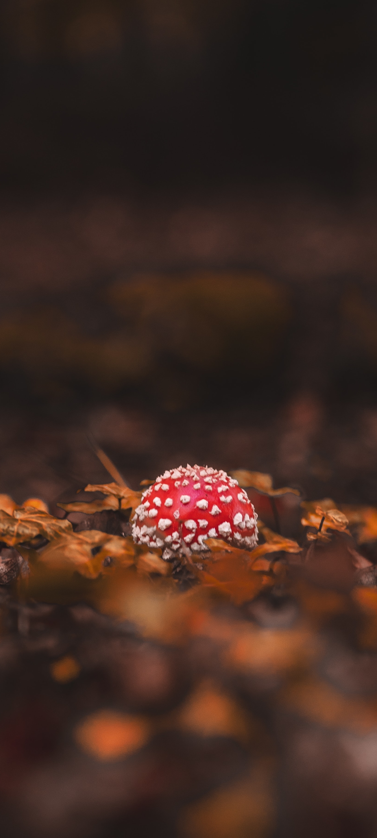 Download mobile wallpaper Earth, Mushroom for free.