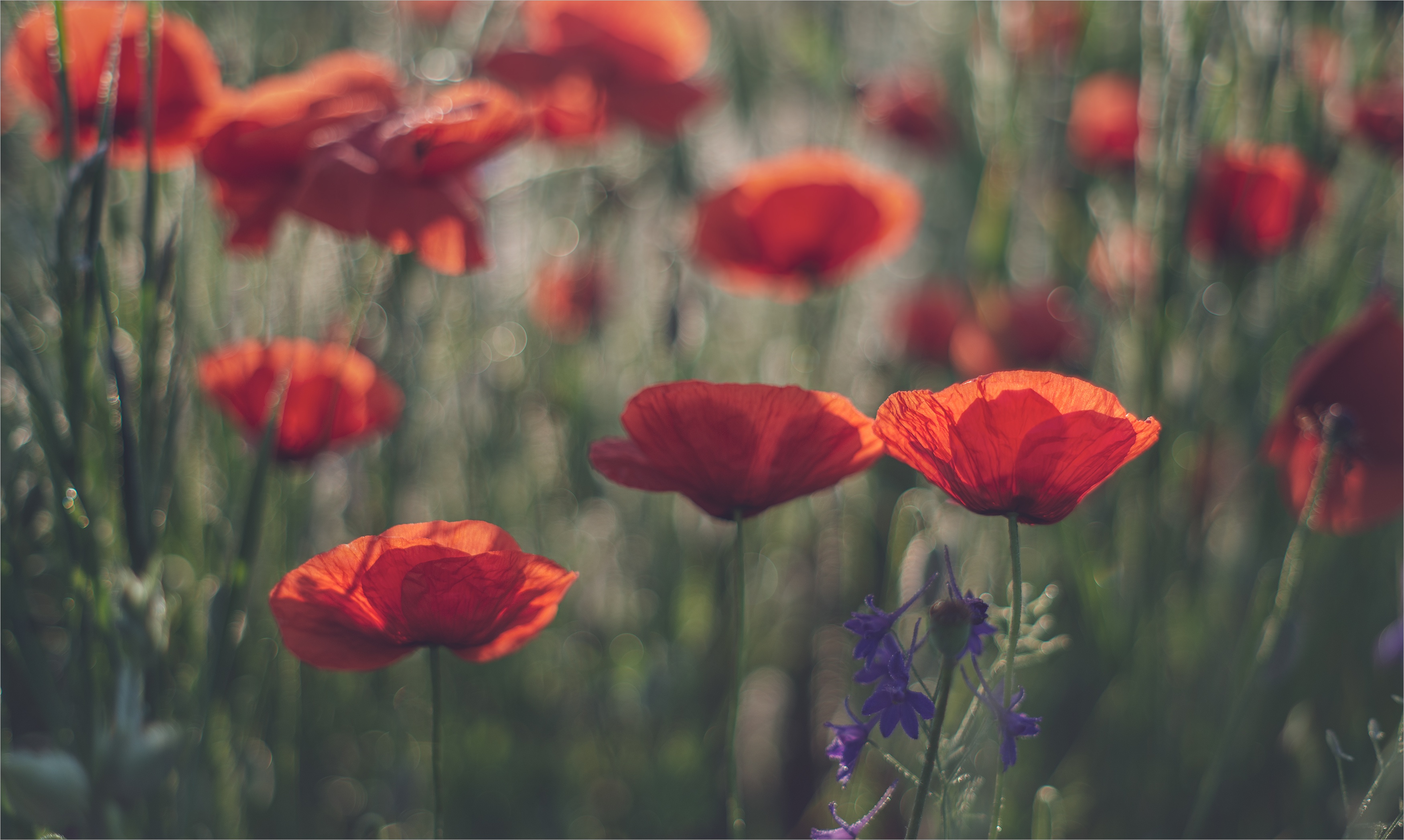 Handy-Wallpaper Blumen, Mohn, Sommer, Blume, Erde/natur kostenlos herunterladen.