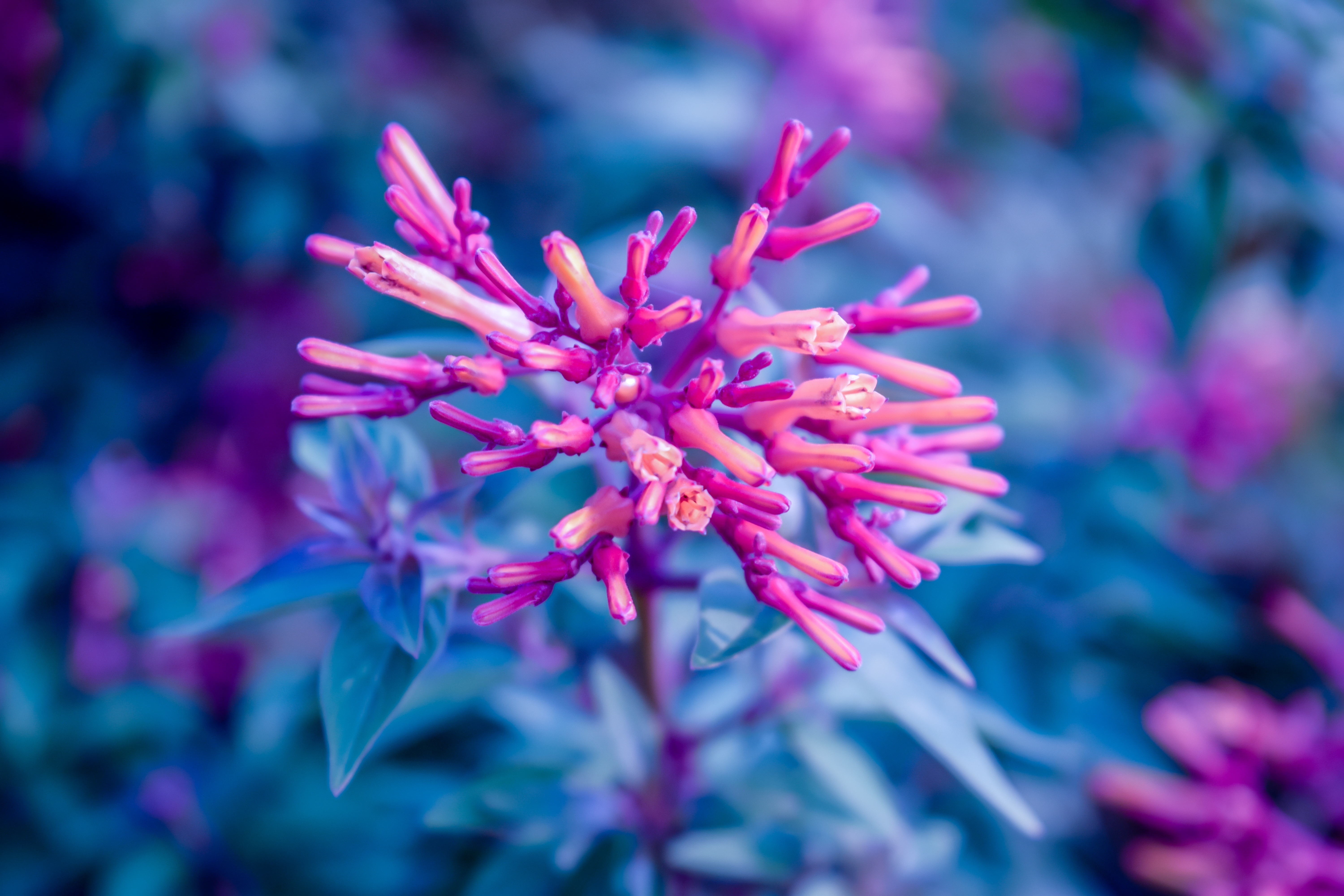 Laden Sie das Pflanze, Makro, Blühen, Blühenden, Blumen, Nahaufnahme-Bild kostenlos auf Ihren PC-Desktop herunter