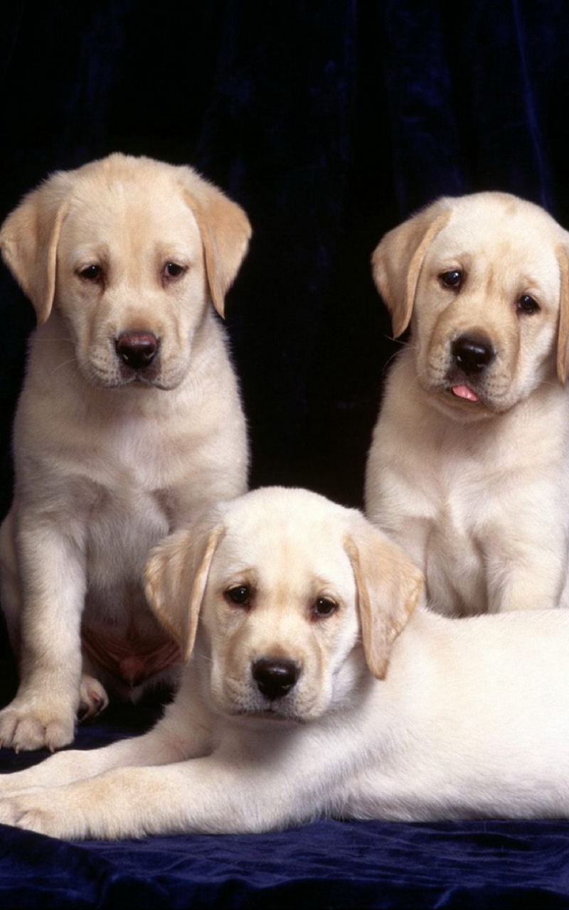 Download mobile wallpaper Dogs, Dog, Animal, Puppy, Cute, Labrador Retriever for free.