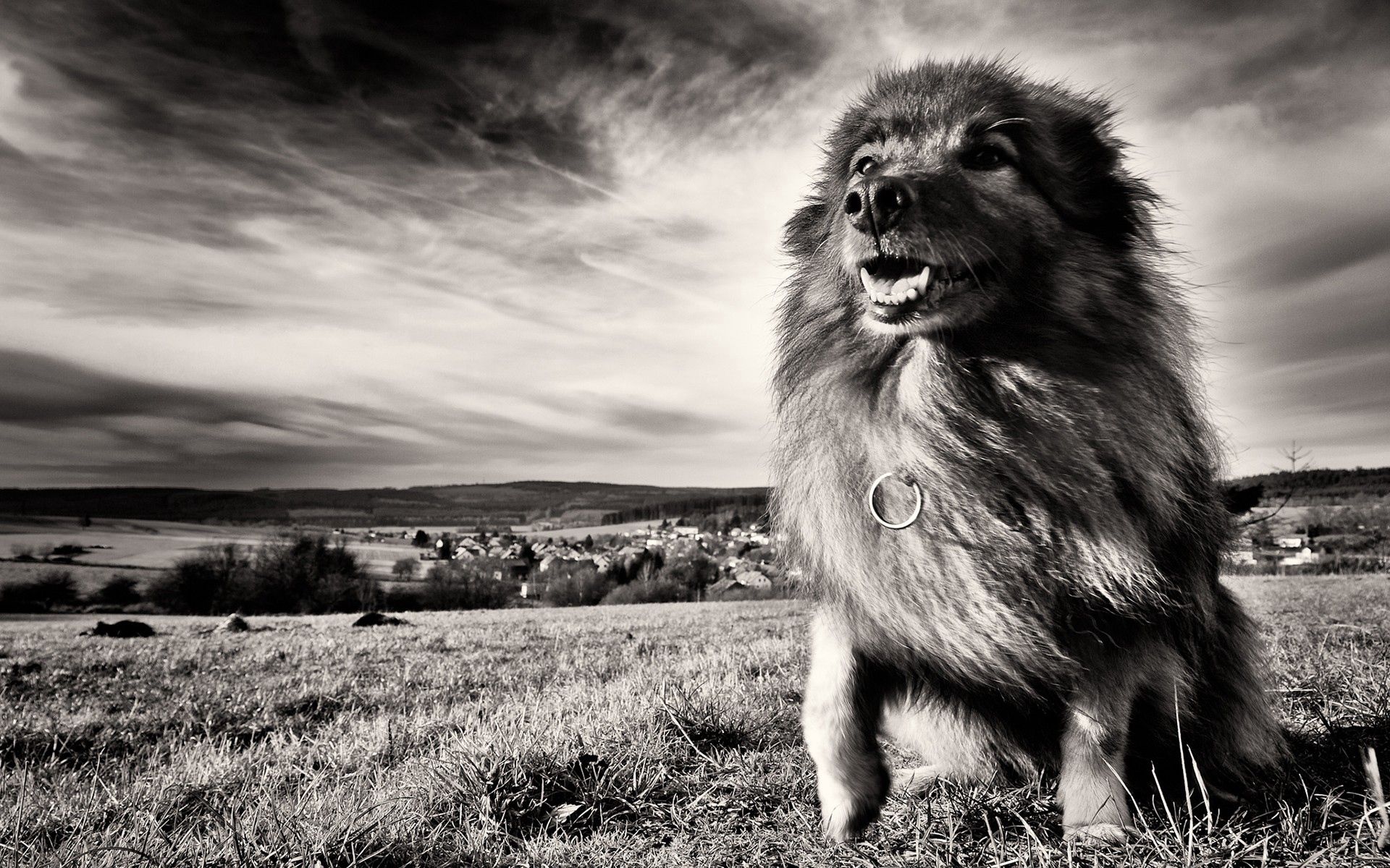 Free download wallpaper Grass, Wind, Animals, Bw, Chb, Dog on your PC desktop