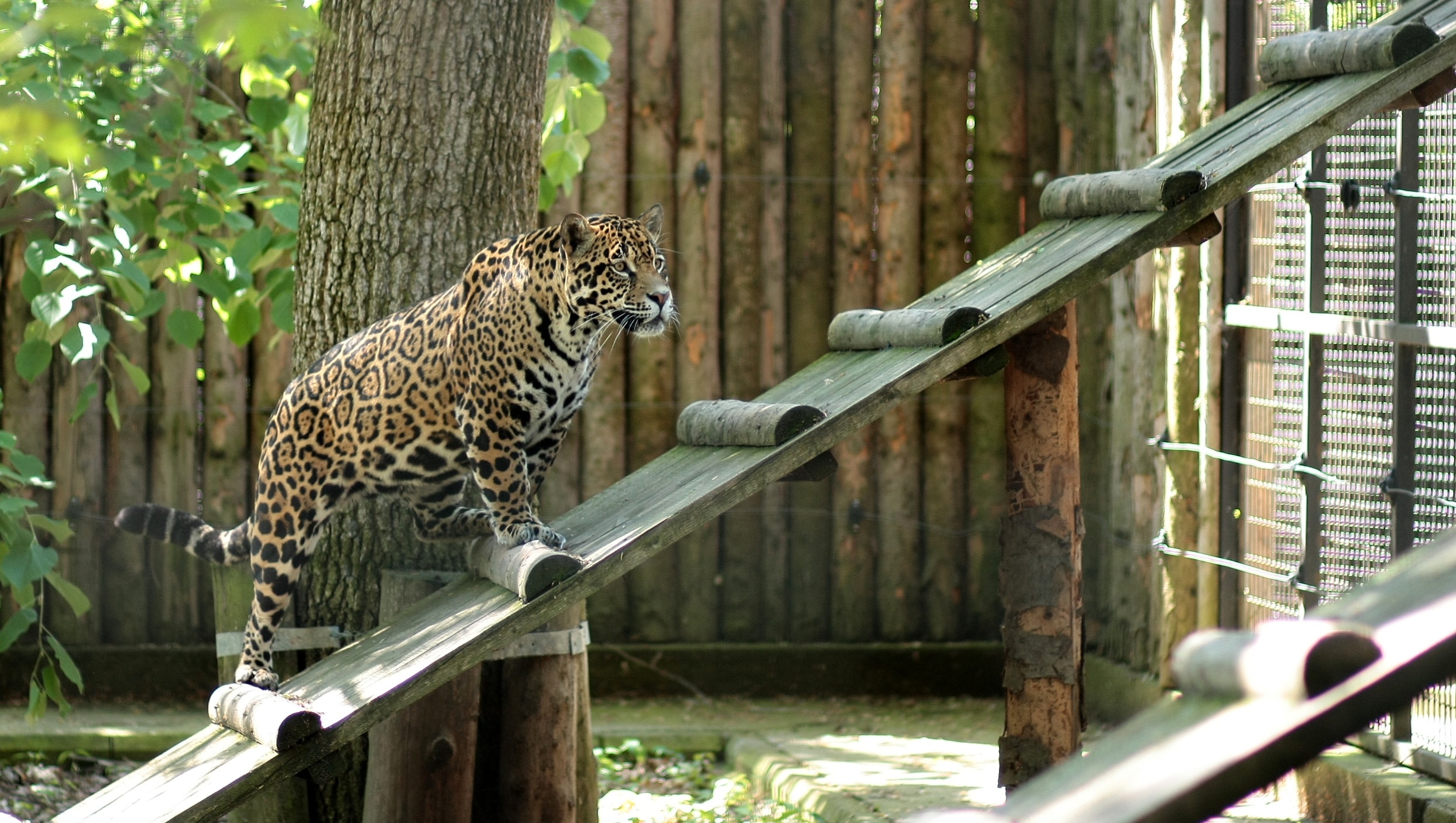 Скачать обои бесплатно Животные, Ягуар, Зоопарк, Кошки картинка на рабочий стол ПК