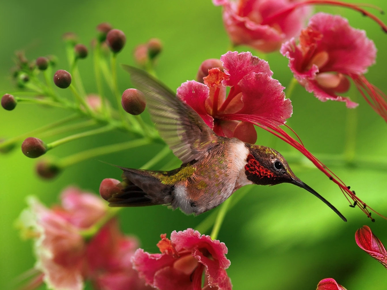 31585 descargar fondo de pantalla animales, birds, colibríes: protectores de pantalla e imágenes gratis