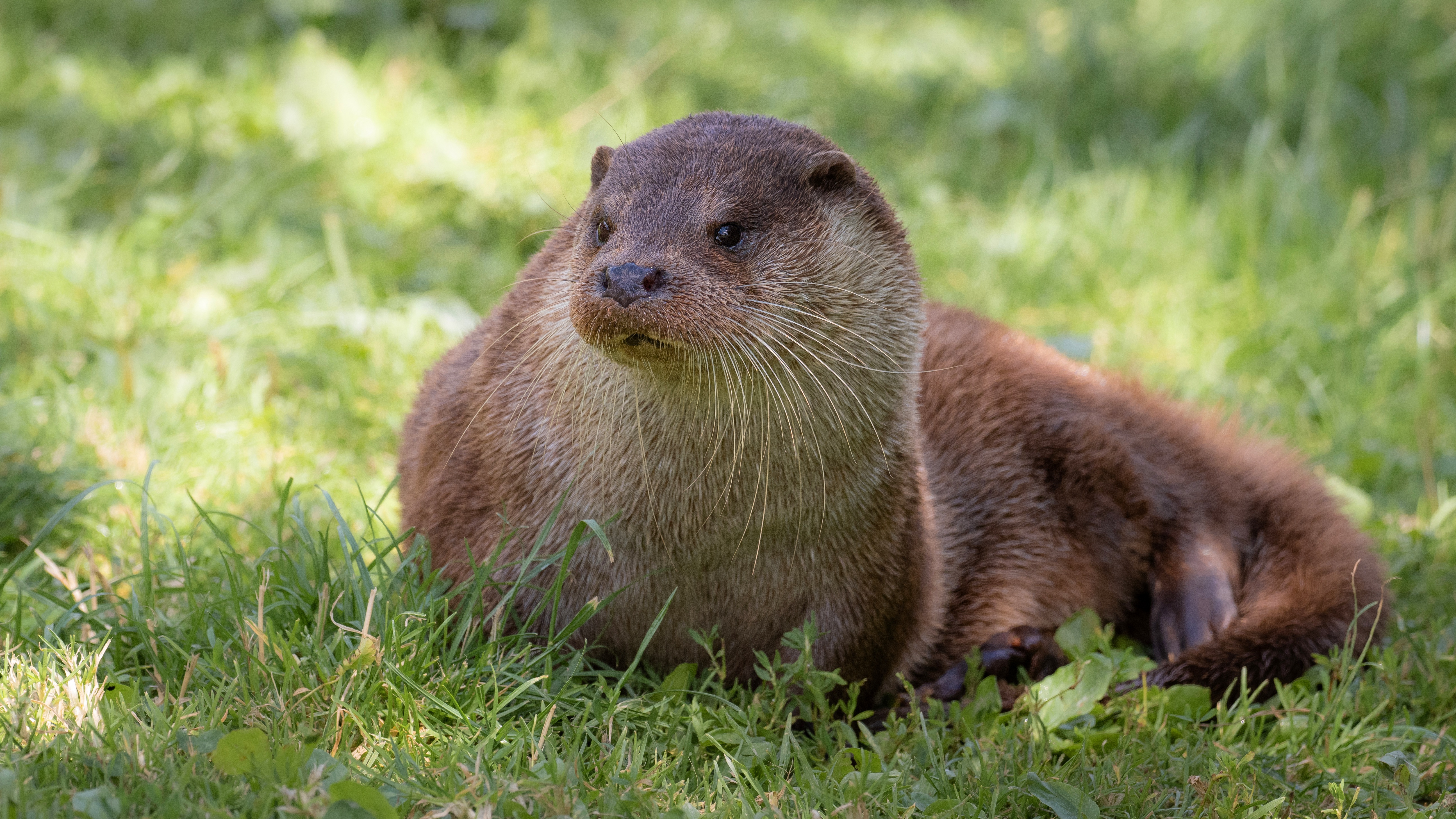 Baixe gratuitamente a imagem Animais, Lontra na área de trabalho do seu PC