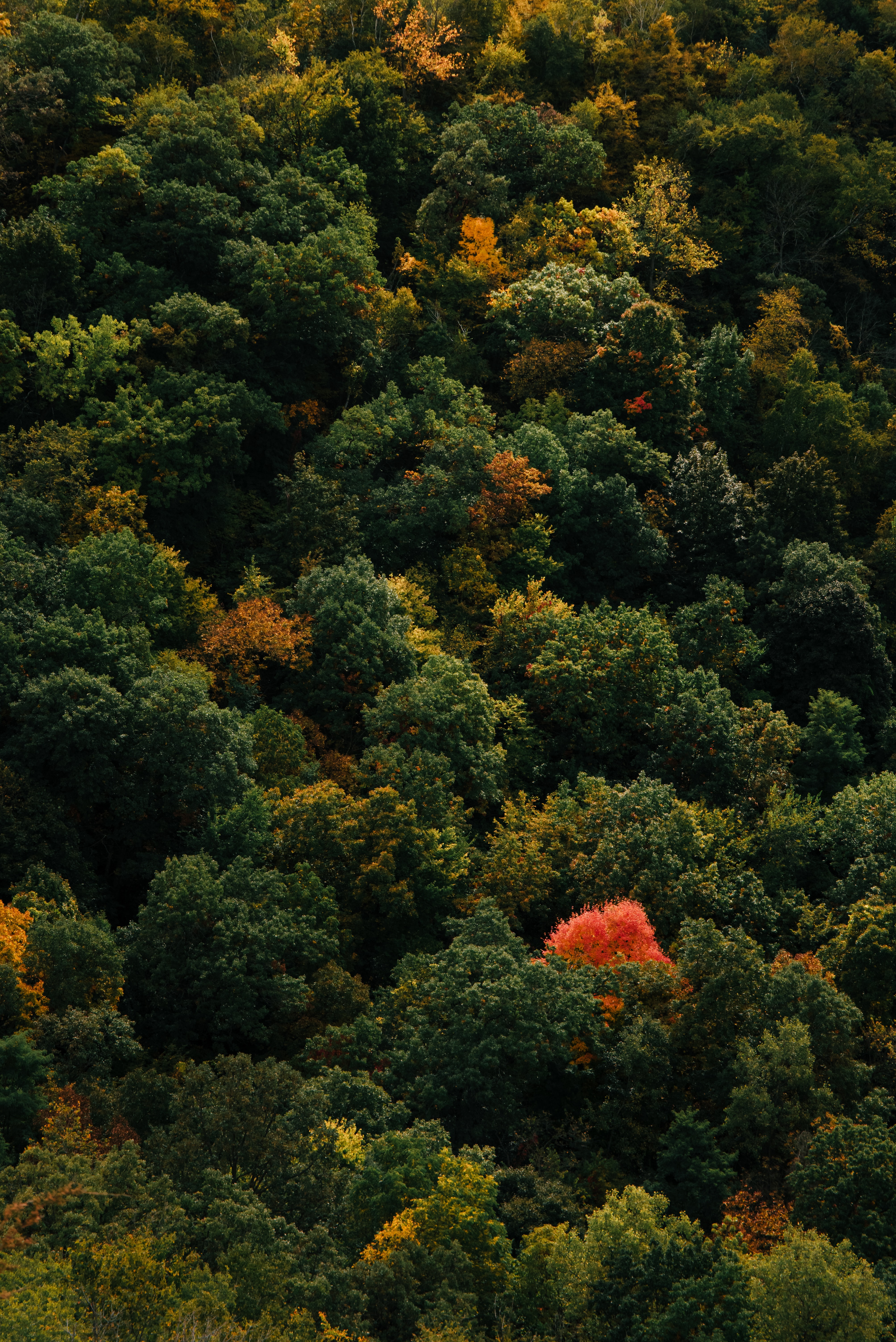 Download mobile wallpaper View From Above, Trees, Forest, Nature for free.