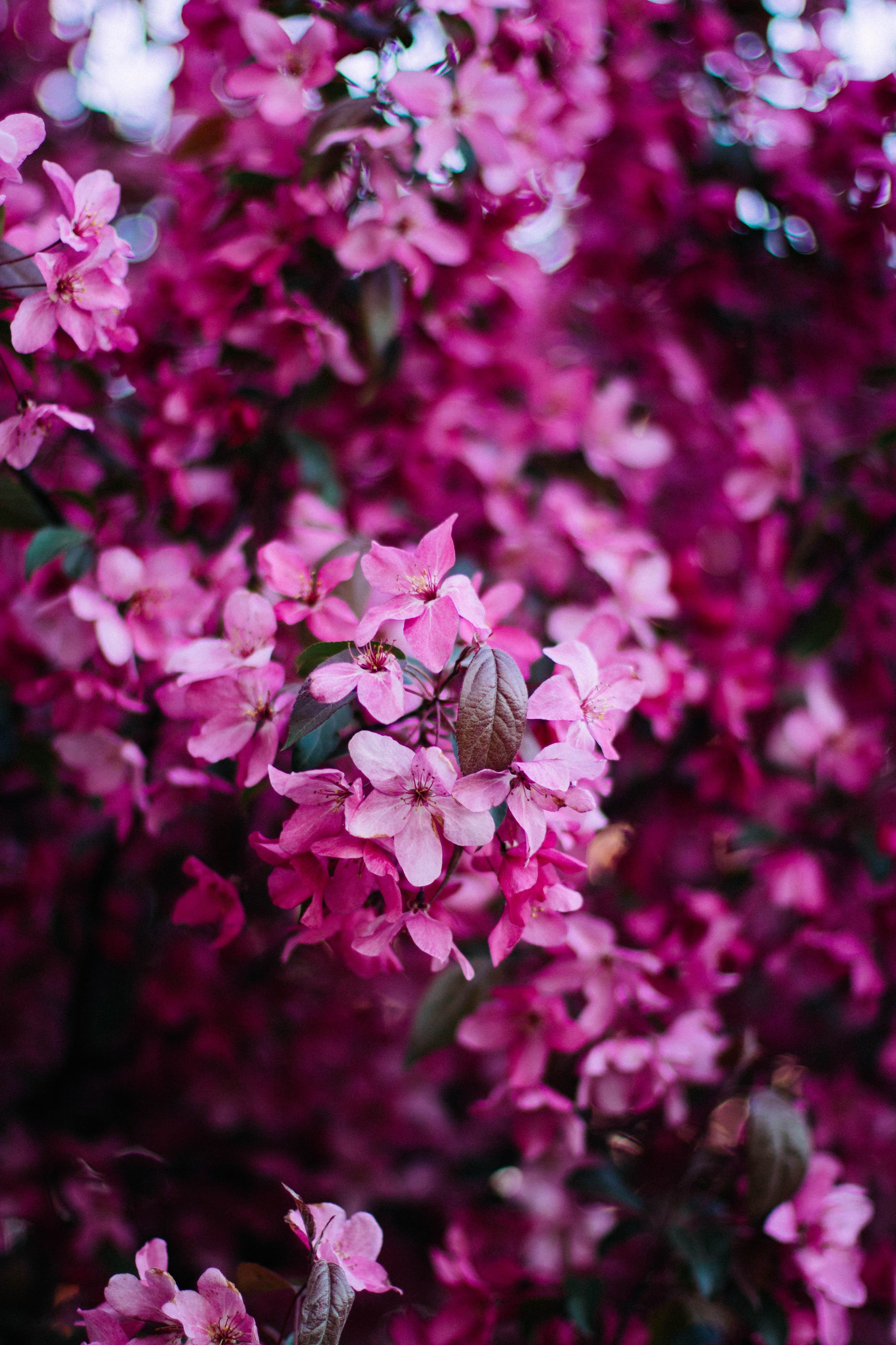 無料モバイル壁紙咲く, フラワーズ, ブッシュ, ブランチ, 枝, 開花, 春, ピンクをダウンロードします。