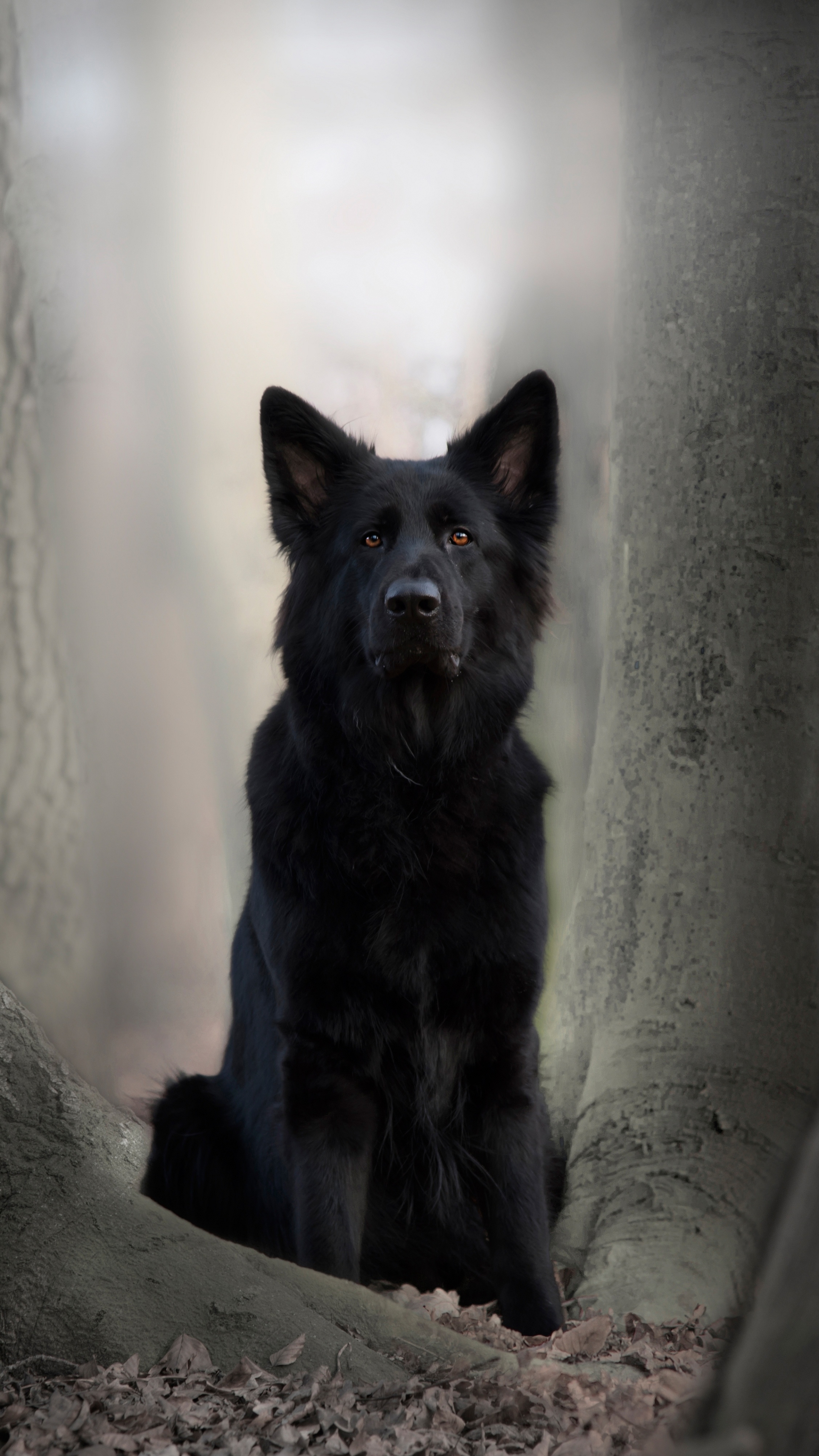 Téléchargez gratuitement l'image Animaux, Chiens, Chien, Berger Allemand sur le bureau de votre PC