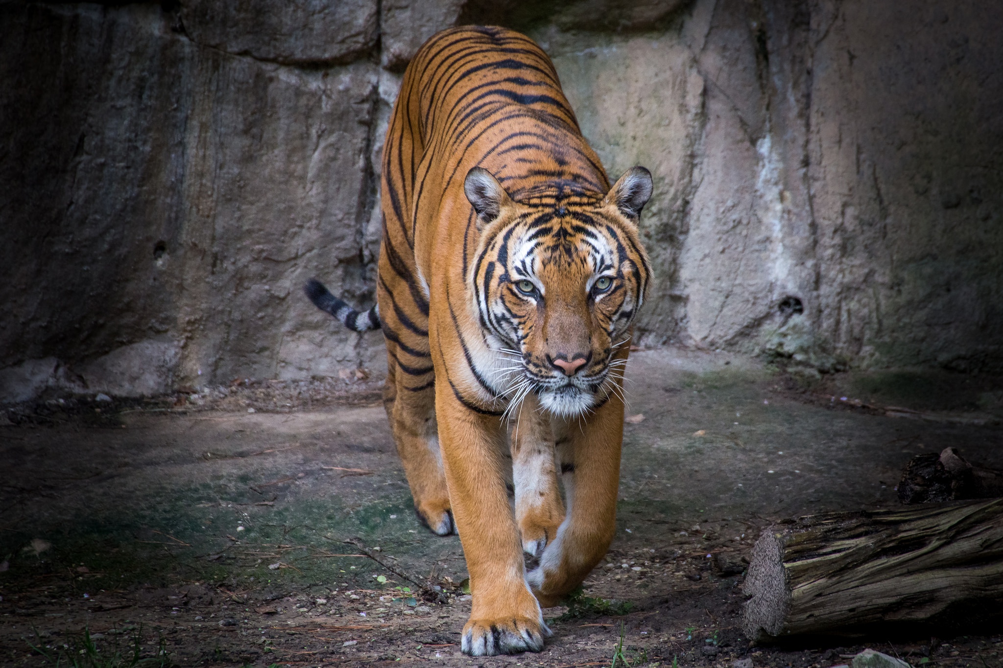 Baixe gratuitamente a imagem Animais, Gatos, Tigre na área de trabalho do seu PC