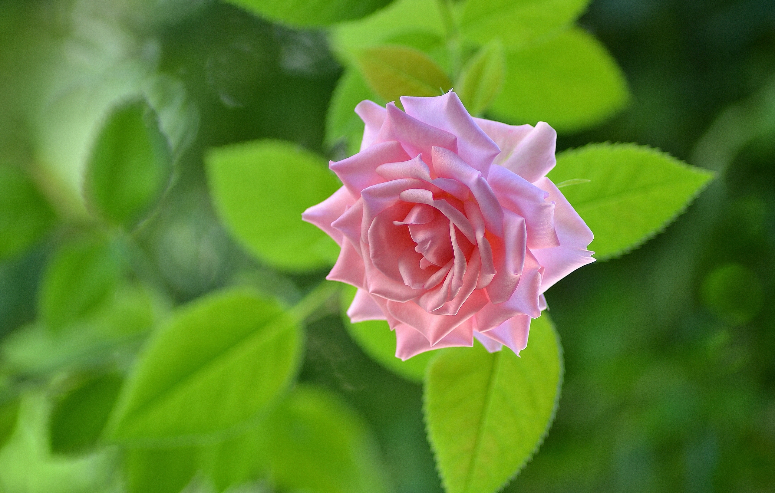 Free download wallpaper Flowers, Flower, Macro, Rose, Earth, Pink Rose on your PC desktop