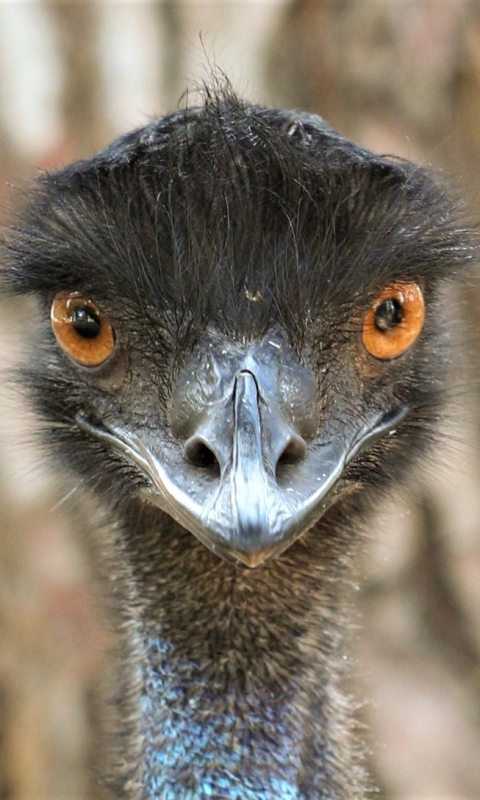 1175295 descargar fondo de pantalla animales, emú, cara, aves: protectores de pantalla e imágenes gratis