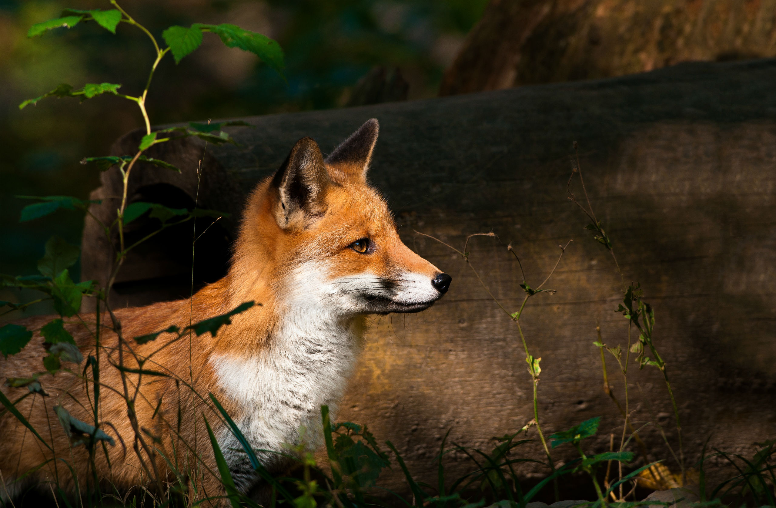 Download mobile wallpaper Fox, Animal for free.