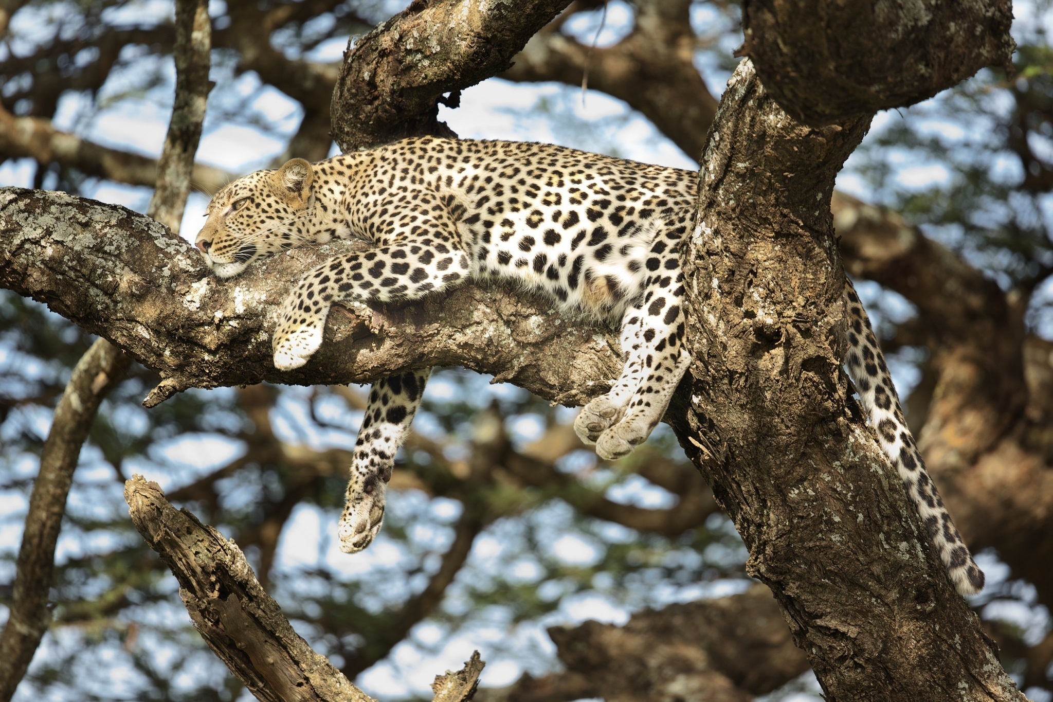 Baixar papel de parede para celular de Leopardo, Gatos, Animais gratuito.