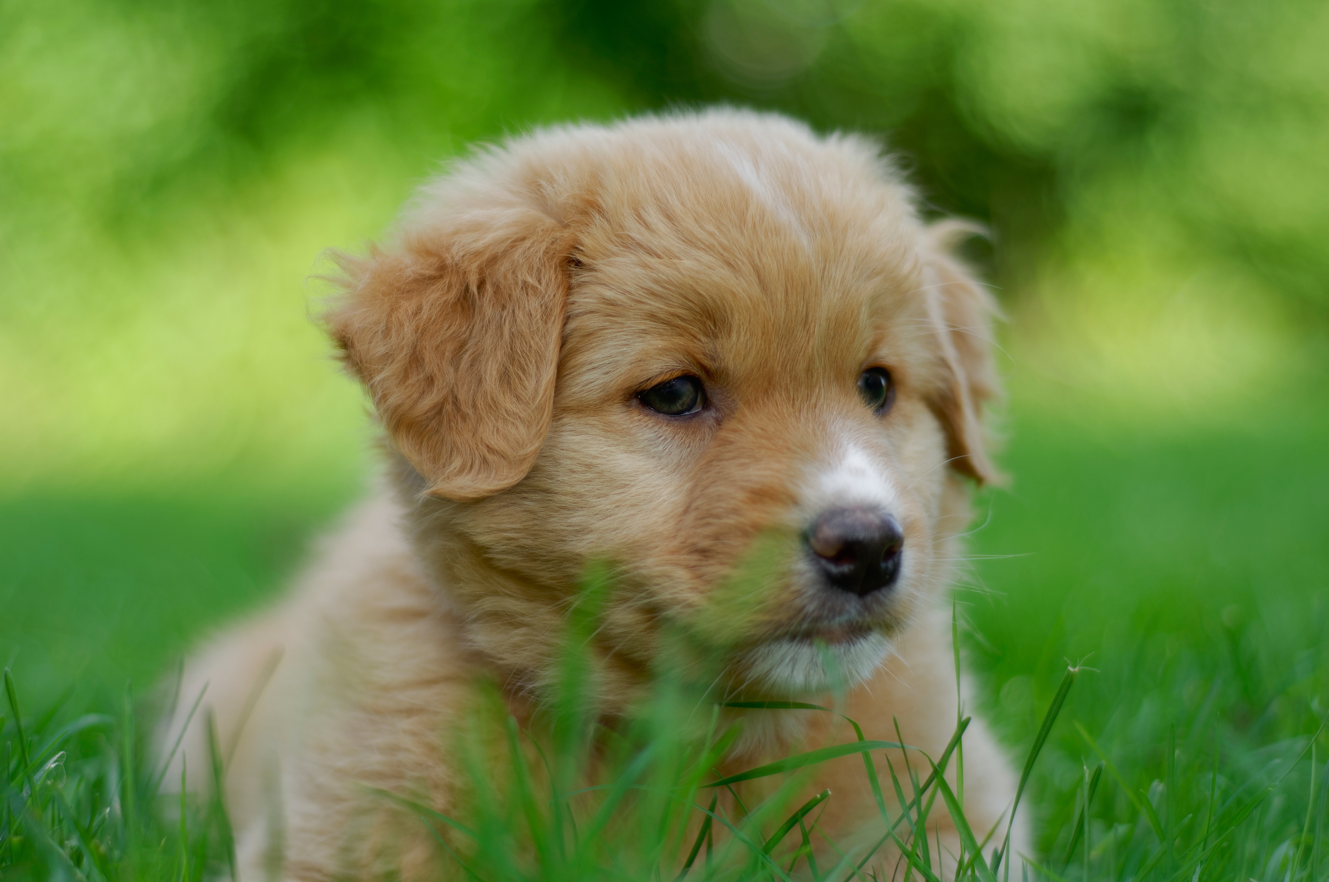 Download mobile wallpaper Puppy, Dogs, Baby Animal, Dog, Animal for free.