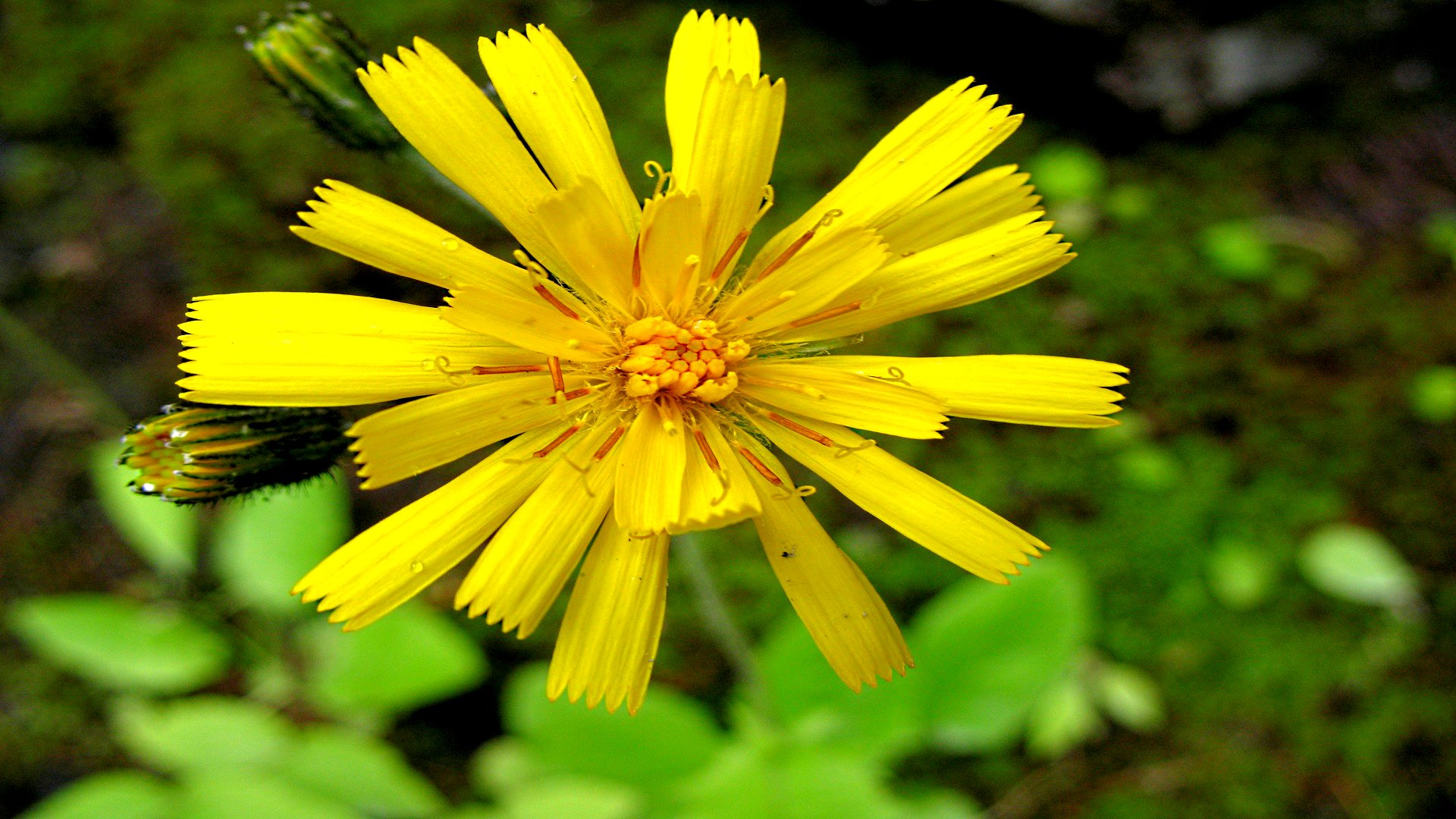 Téléchargez gratuitement l'image Fleurs, Fleur, Terre/nature sur le bureau de votre PC