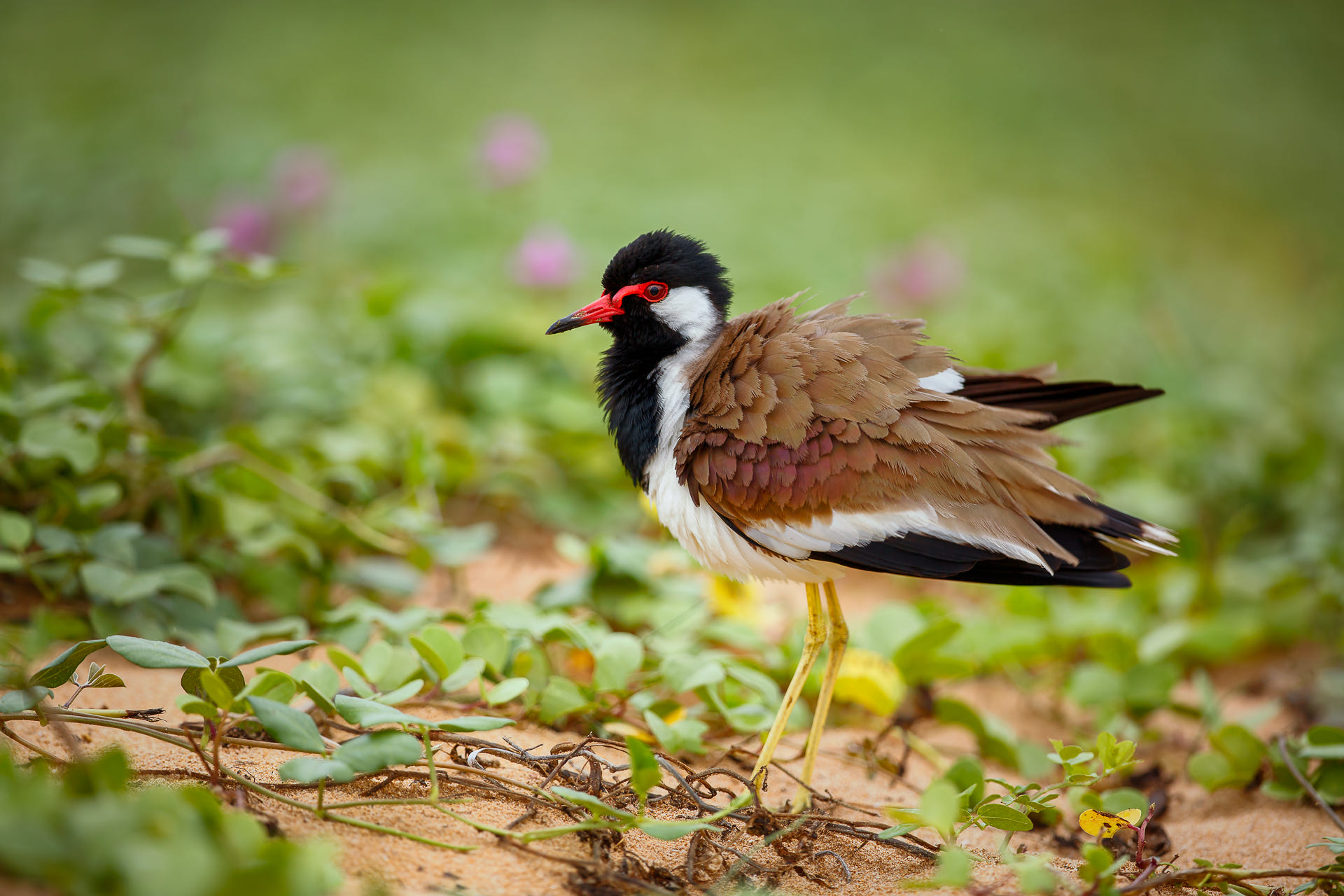 無料モバイル壁紙動物, 鳥, アカガシラアゲハをダウンロードします。