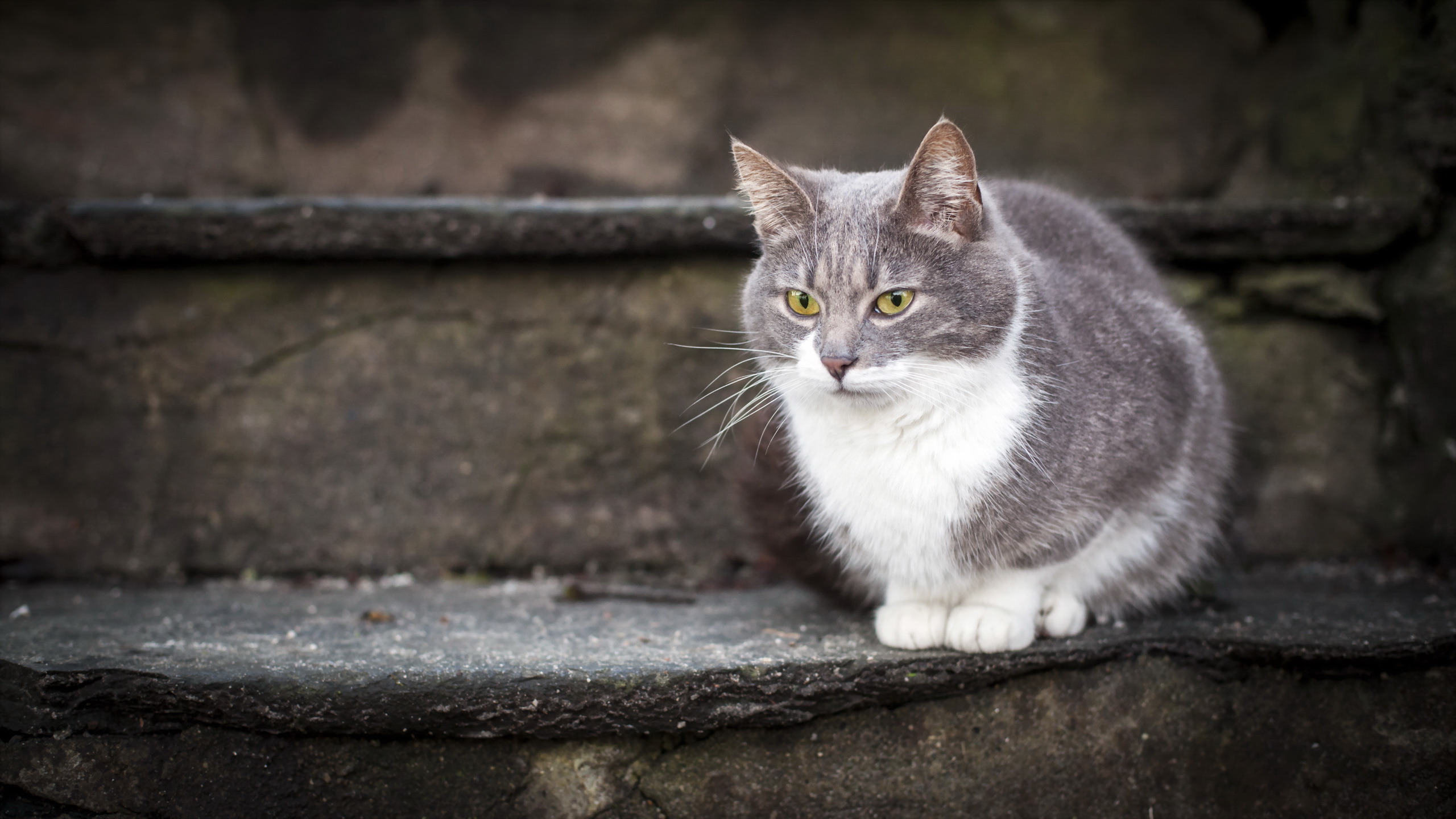 PCデスクトップに動物, ネコ, 猫画像を無料でダウンロード