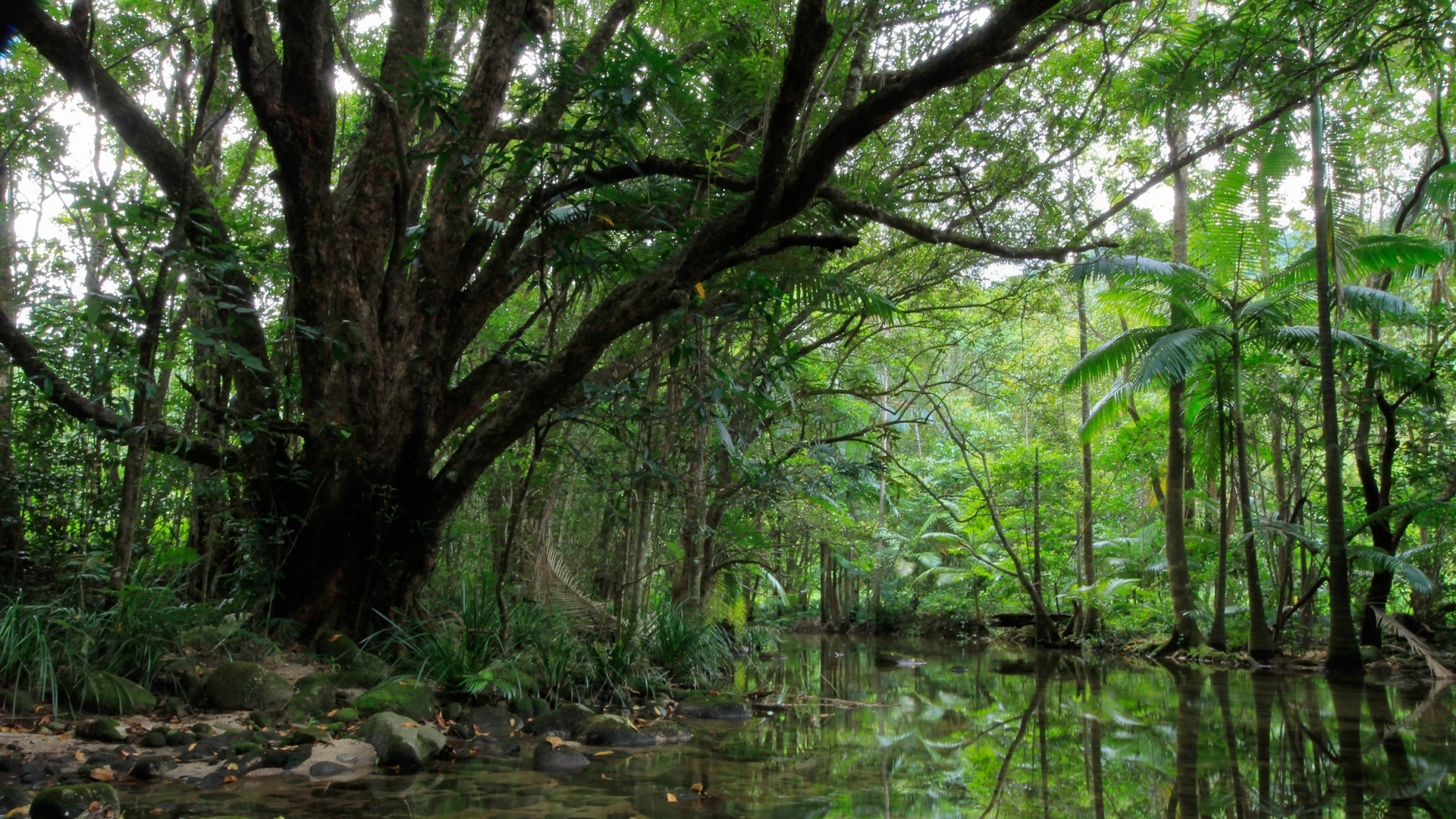 Descarga gratis la imagen Bosque, Tierra/naturaleza en el escritorio de tu PC