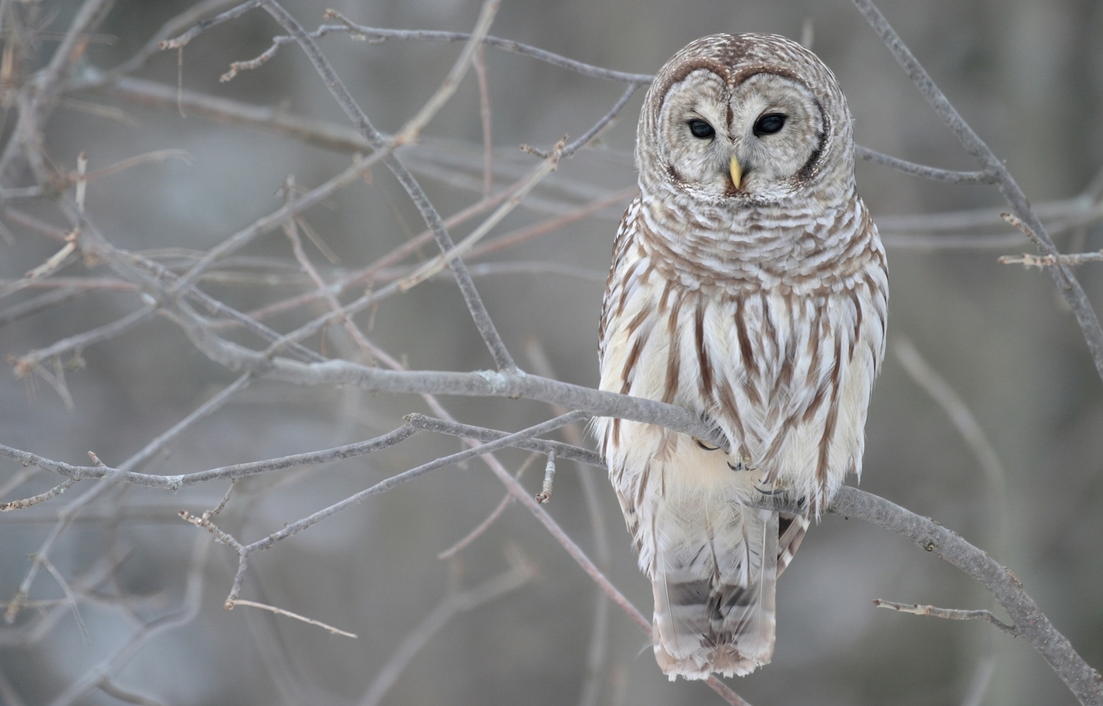 owl, animals, birds, gray download HD wallpaper