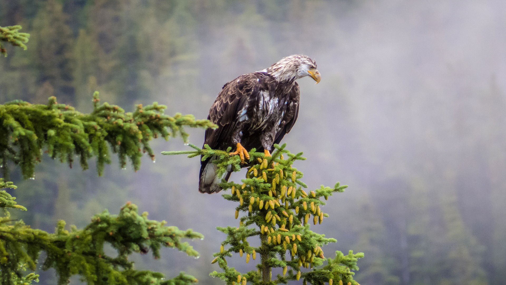 Free download wallpaper Birds, Animal, Eagle on your PC desktop