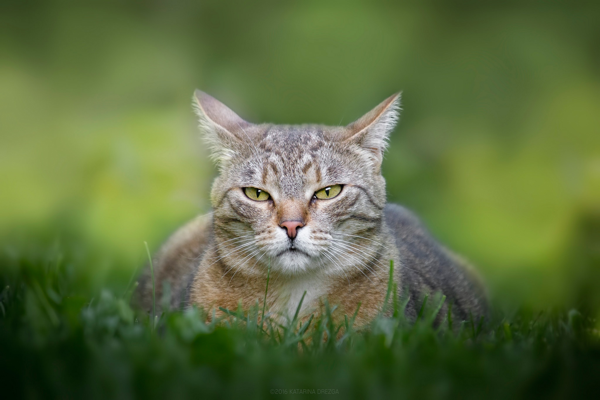 Baixe gratuitamente a imagem Animais, Gatos, Gato, Olhar Fixamente na área de trabalho do seu PC