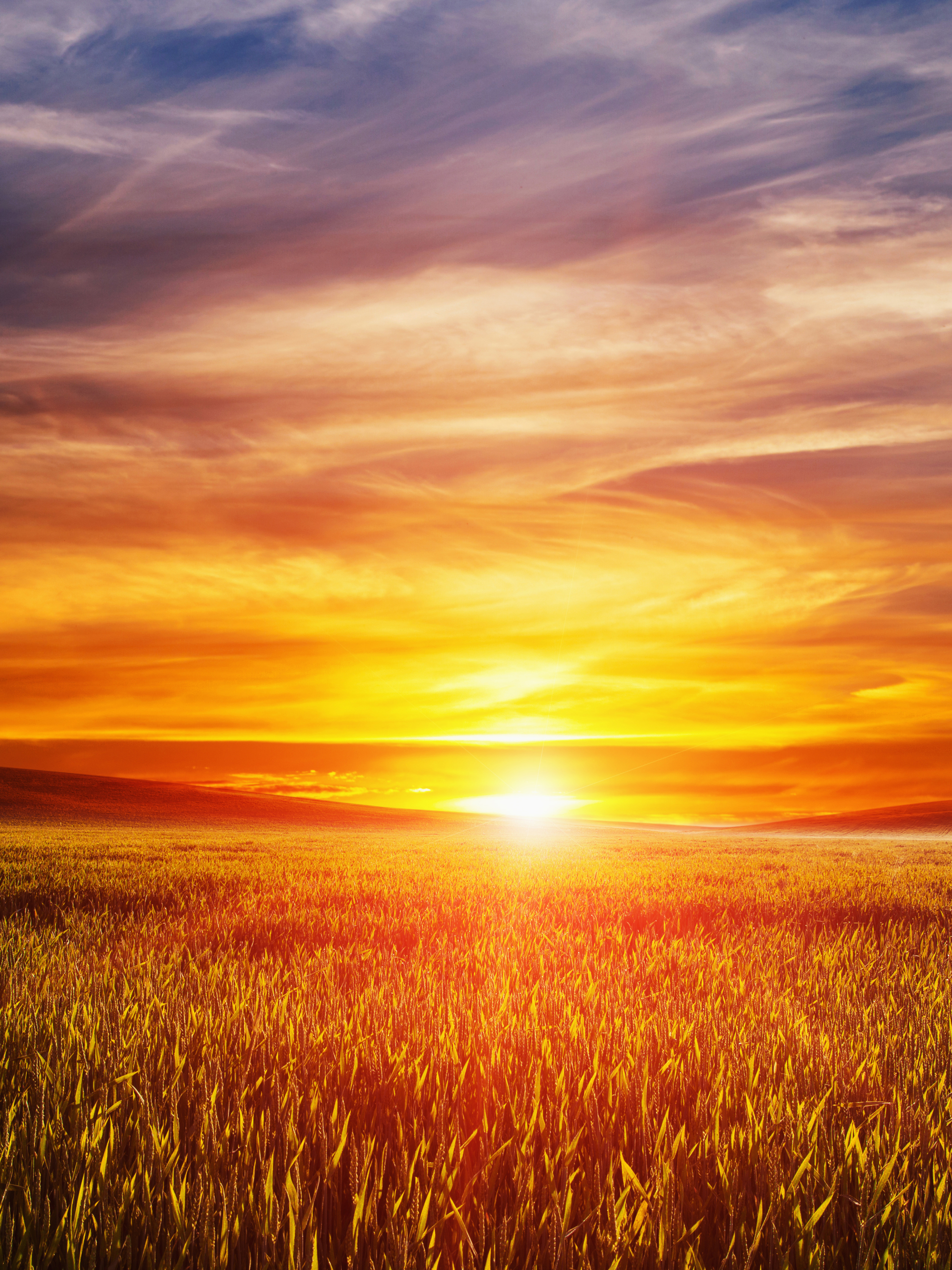 Download mobile wallpaper Nature, Sunset, Summer, Wheat, Horizon, Earth, Field, Cloud for free.